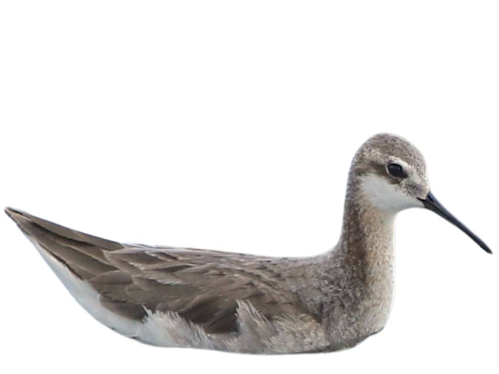 A photo of a Wilson's Phalarope (Phalaropus tricolor)