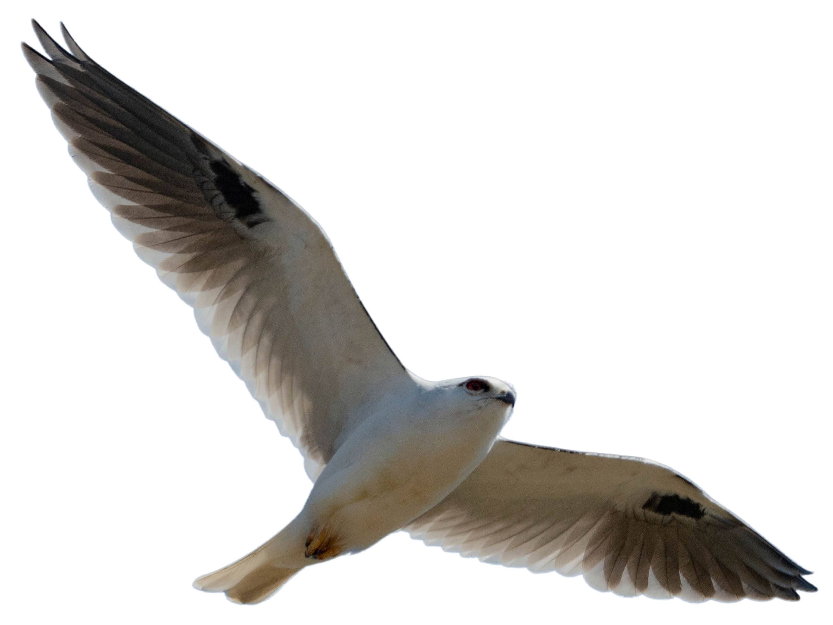 A photo of a Black-shouldered Kite (Elanus axillaris)