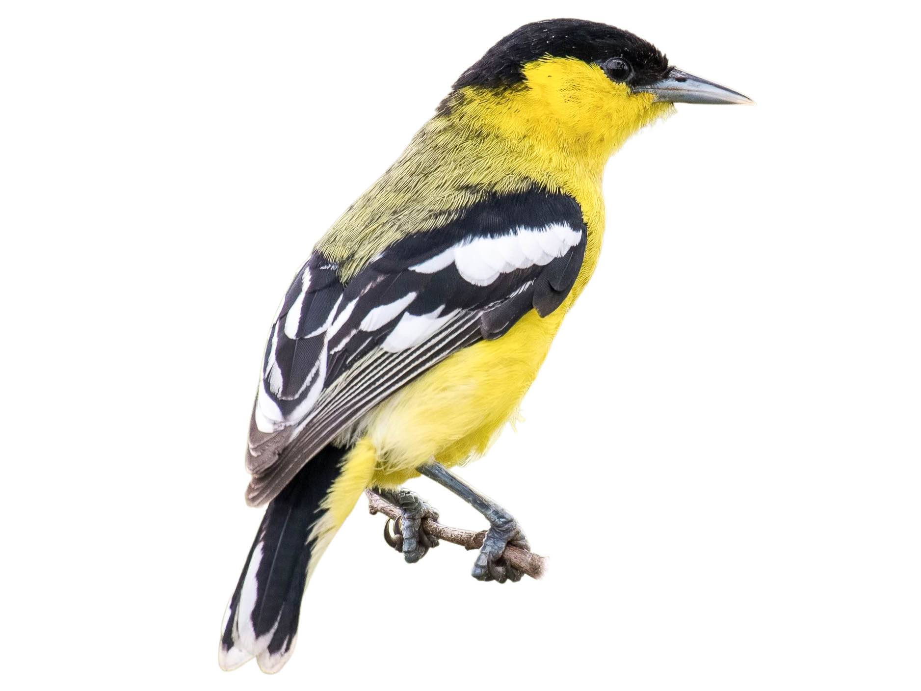 A photo of a Marshall's Iora (Aegithina nigrolutea), male