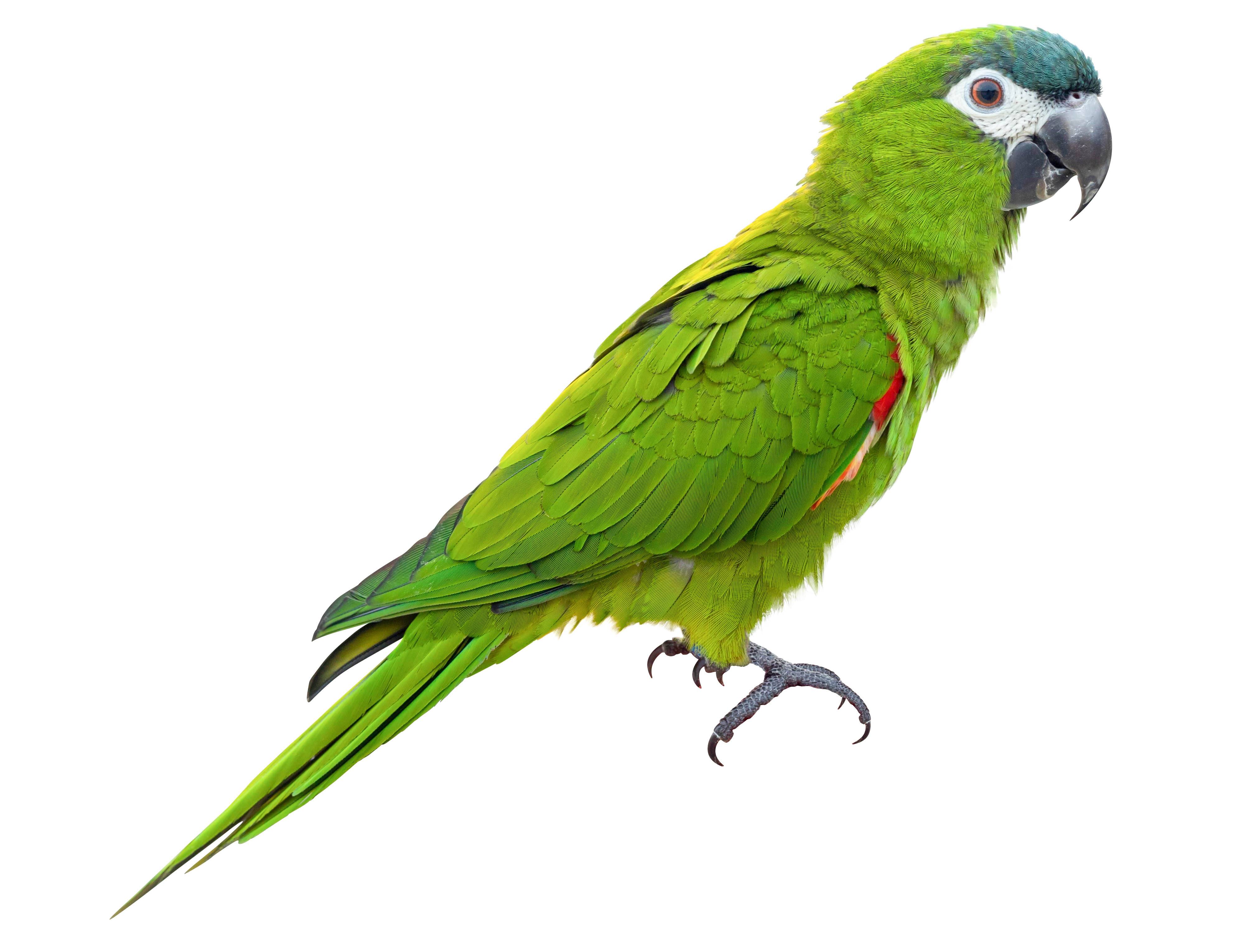 A photo of a Red-shouldered Macaw (Diopsittaca nobilis)