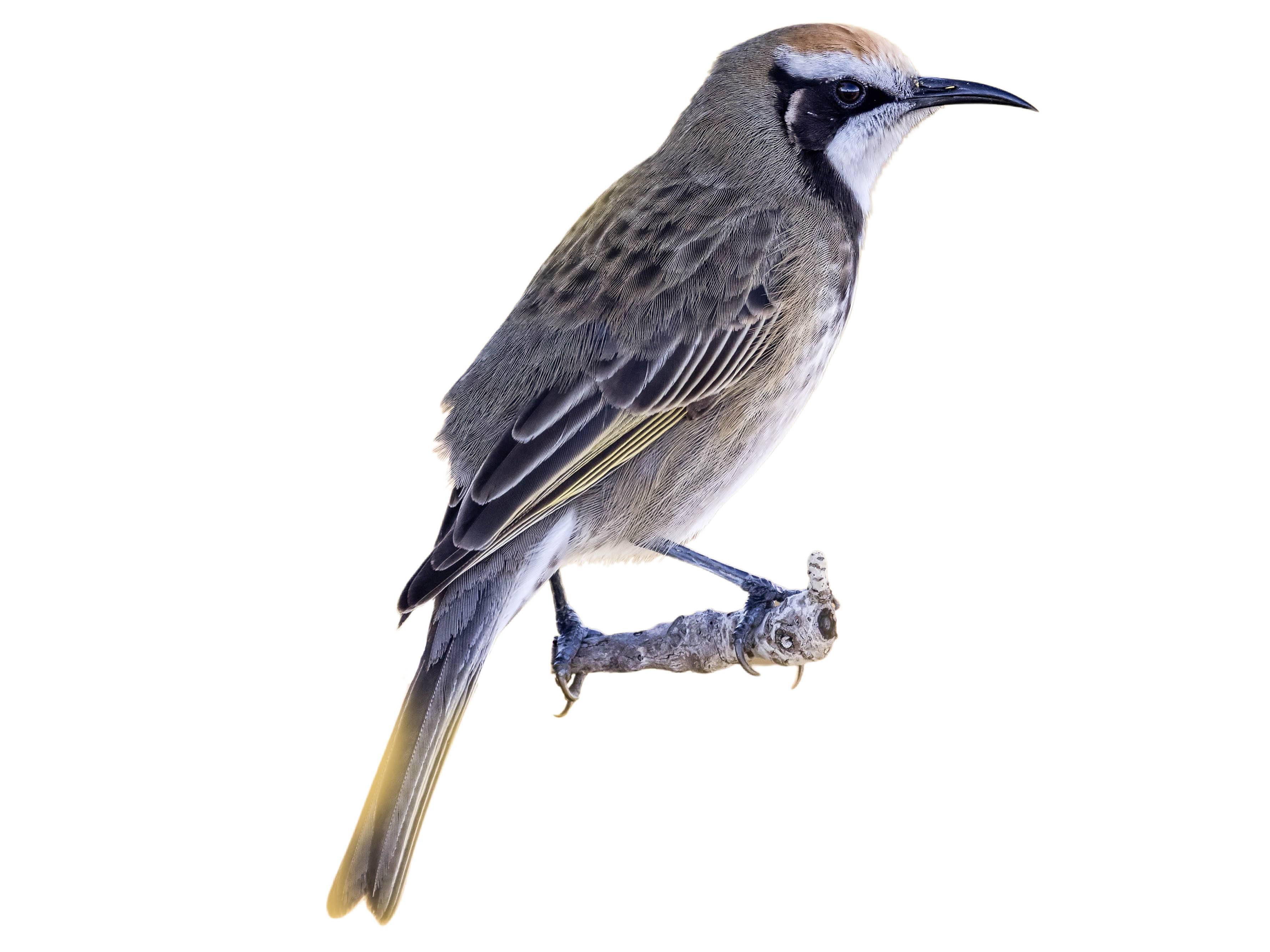 A photo of a Tawny-crowned Honeyeater (Gliciphila melanops)