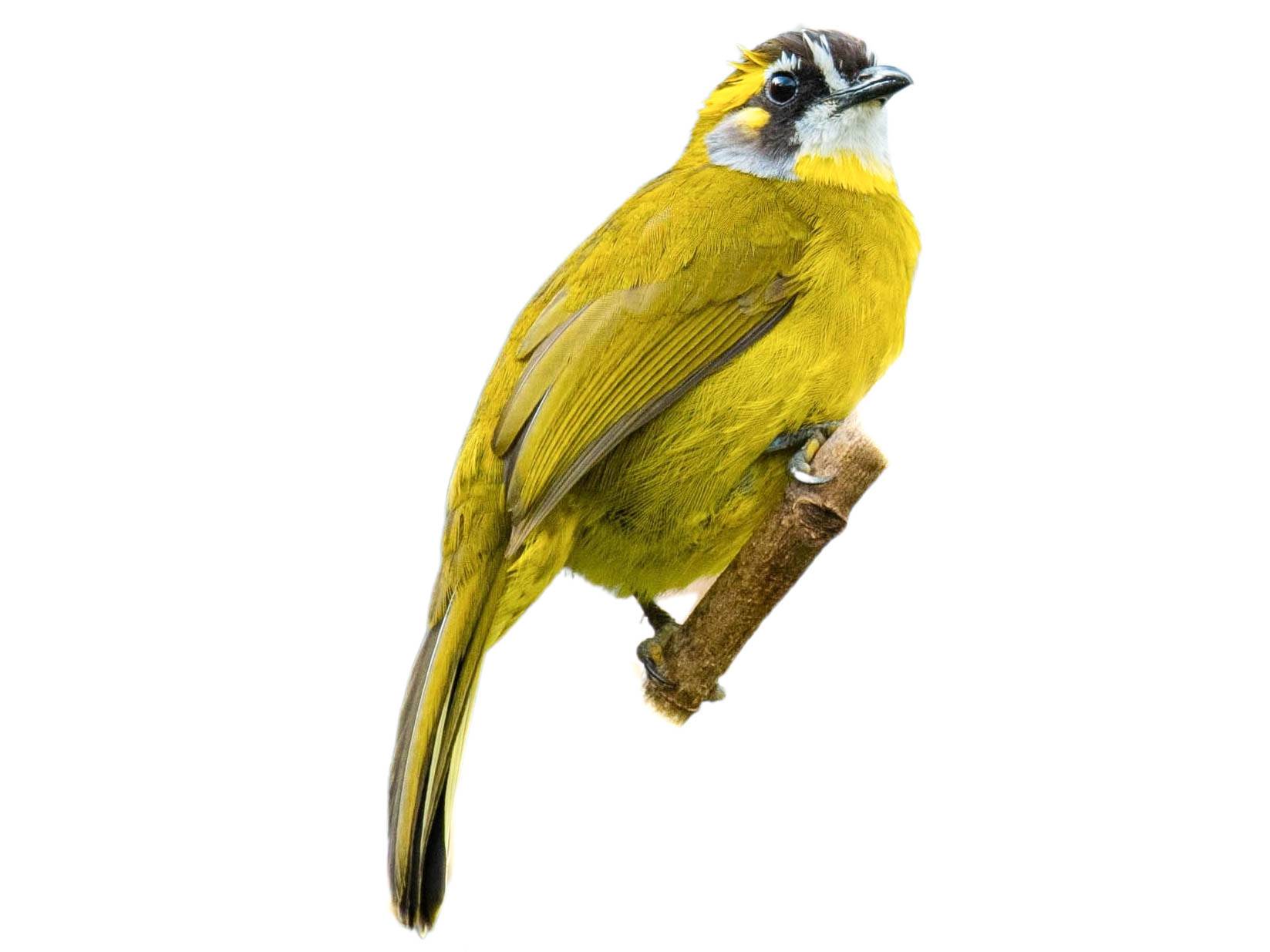 A photo of a Yellow-eared Bulbul (Pycnonotus penicillatus)