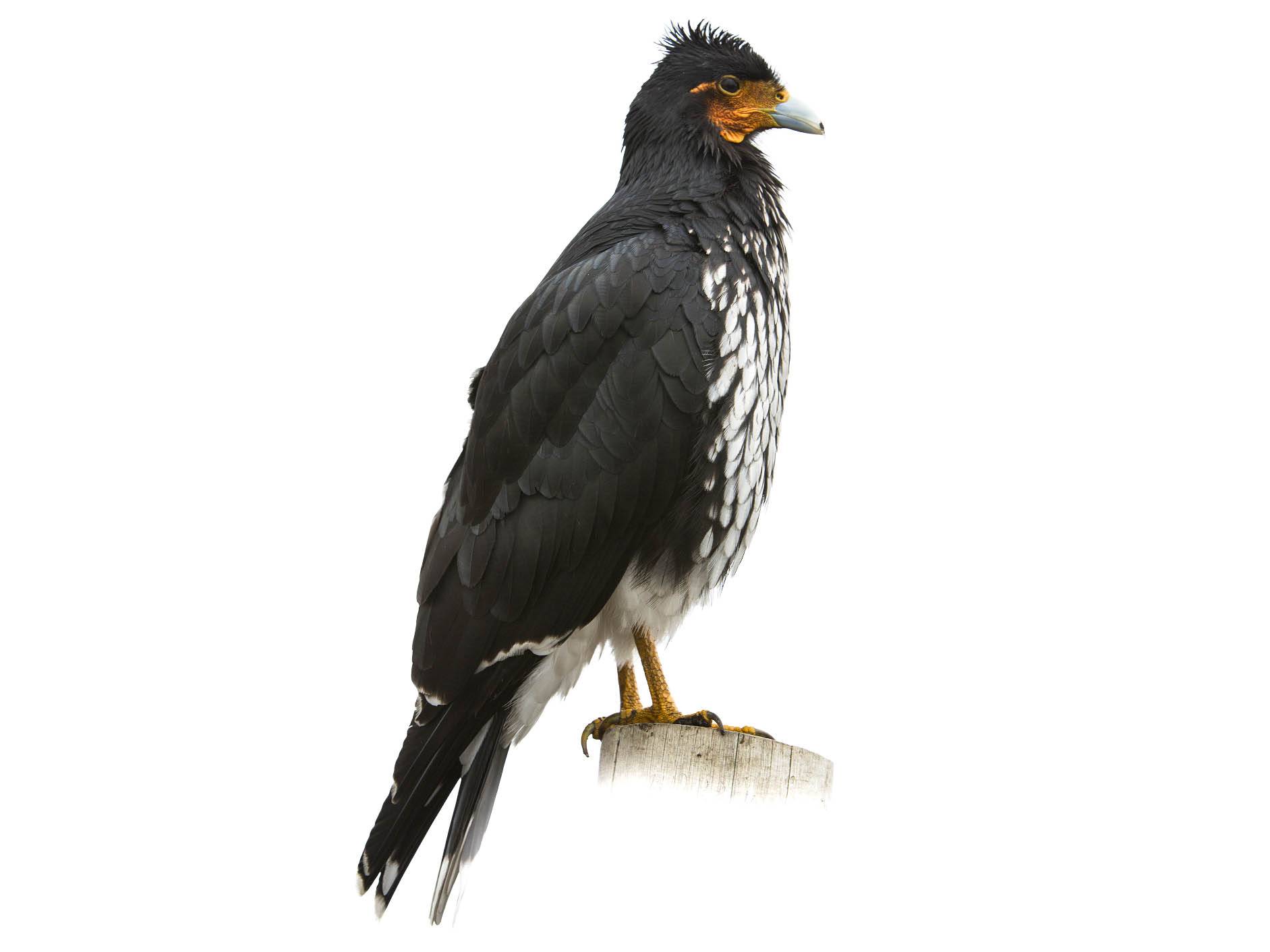 A photo of a Carunculated Caracara (Phalcoboenus carunculatus)