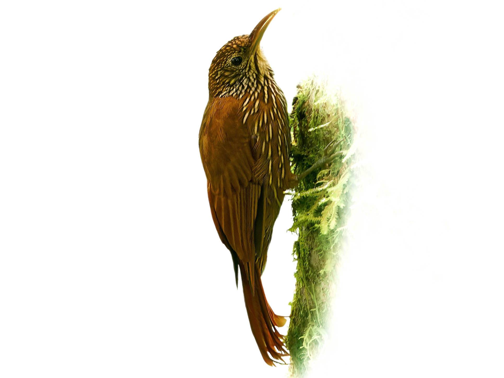 A photo of a Montane Woodcreeper (Lepidocolaptes lacrymiger)