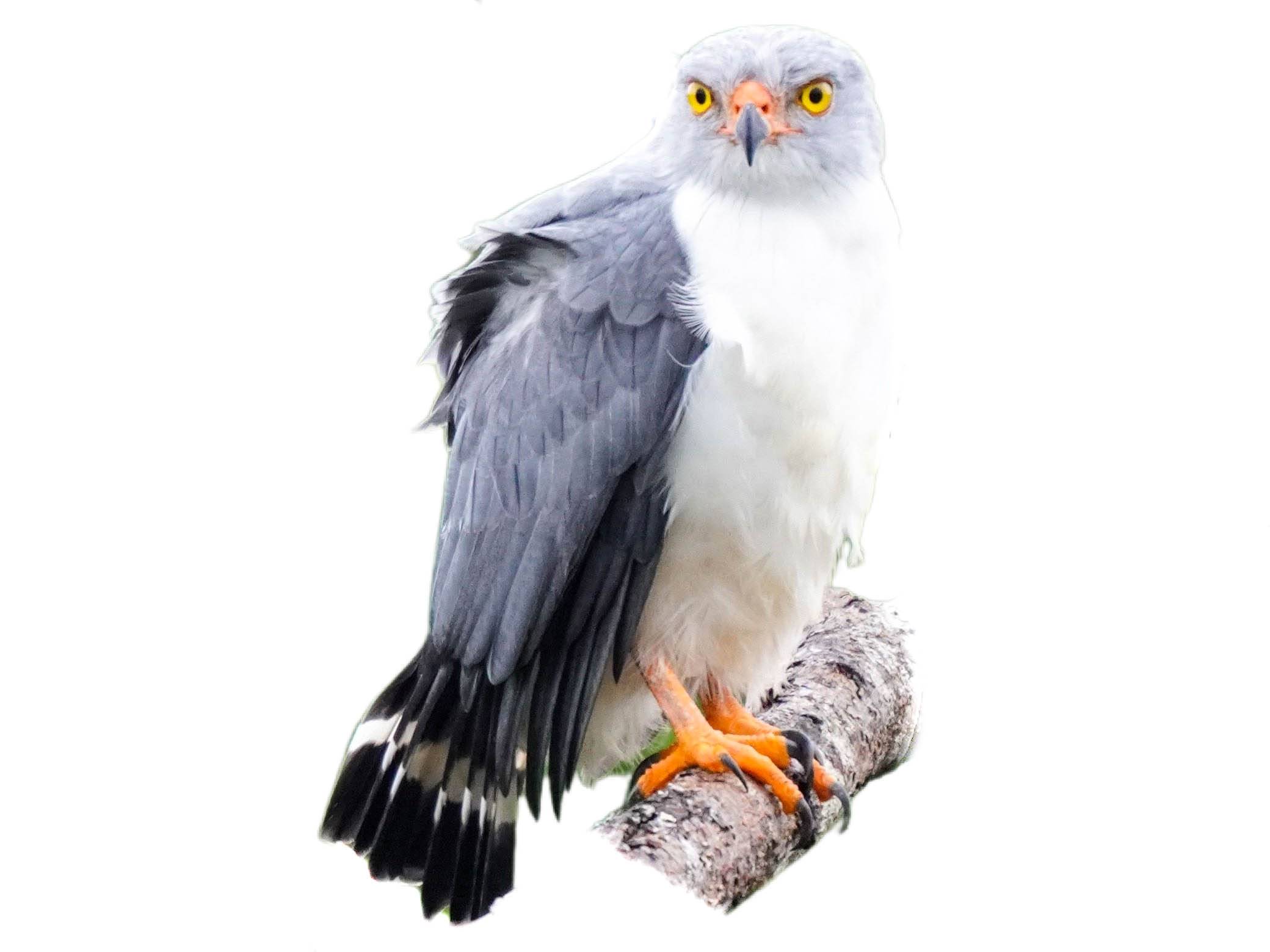 A photo of a Semiplumbeous Hawk (Leucopternis semiplumbeus)