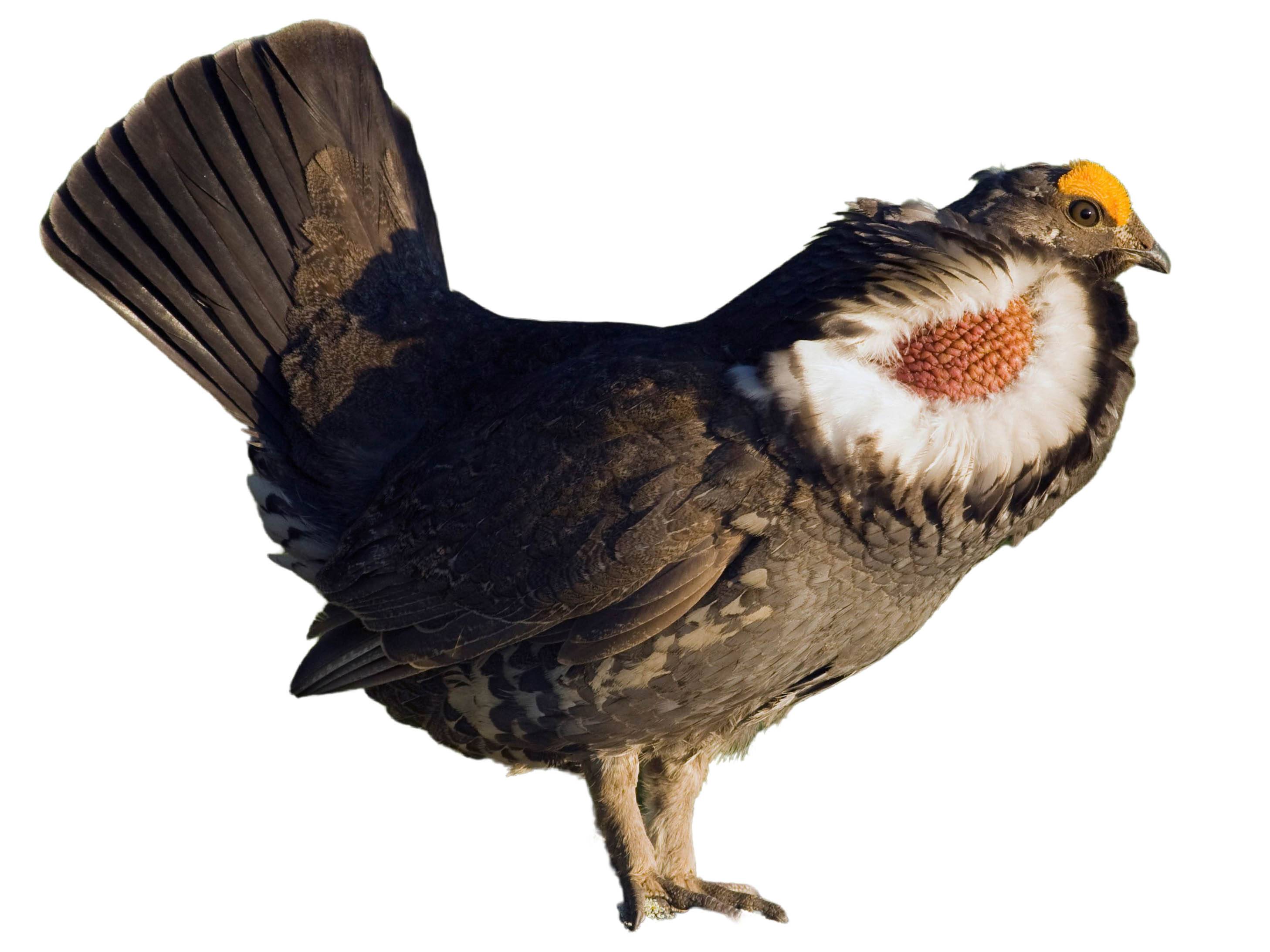 A photo of a Dusky Grouse (Dendragapus obscurus), male