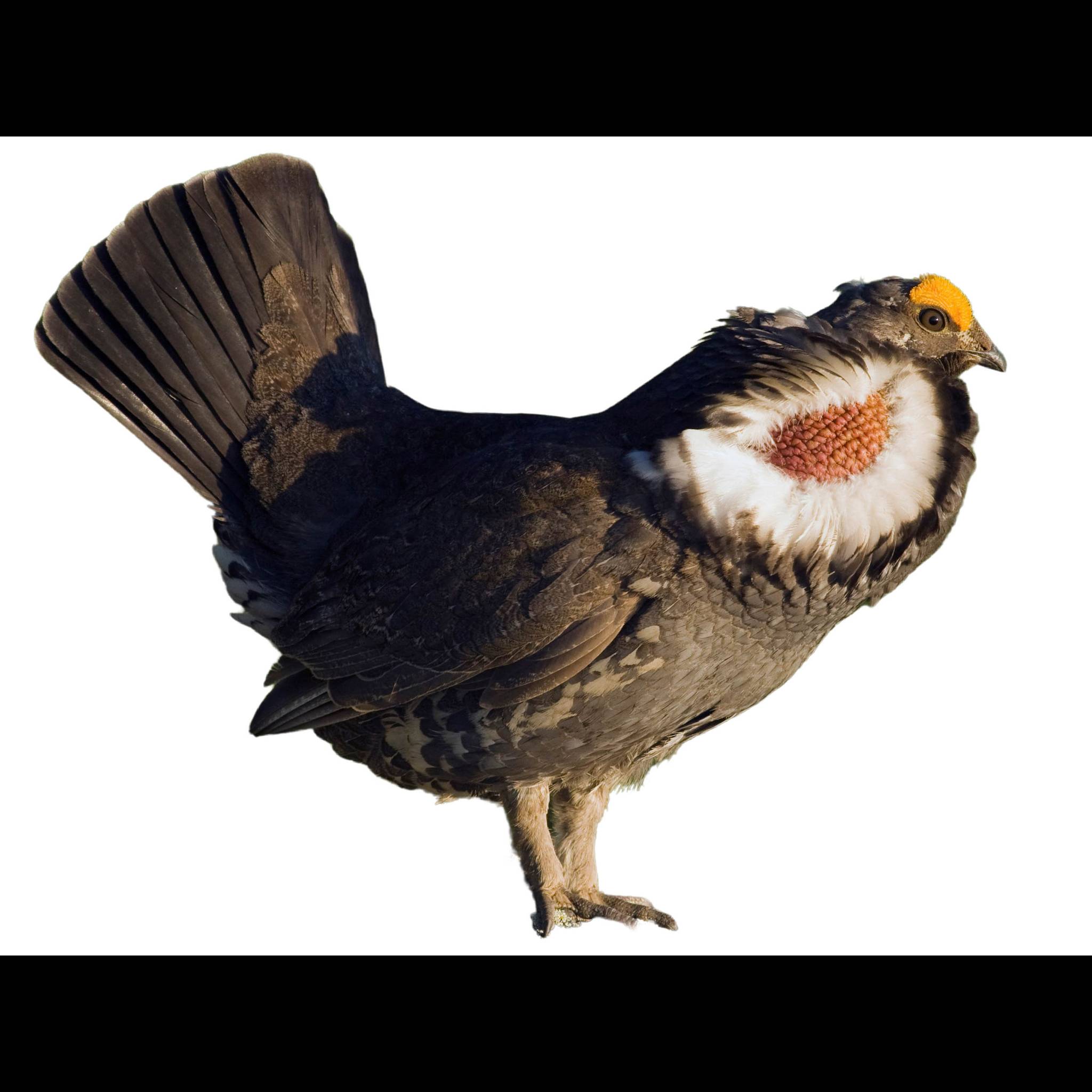Dusky Ruth Dusky Grouse (Dendragapus obscurus) identification - Birda