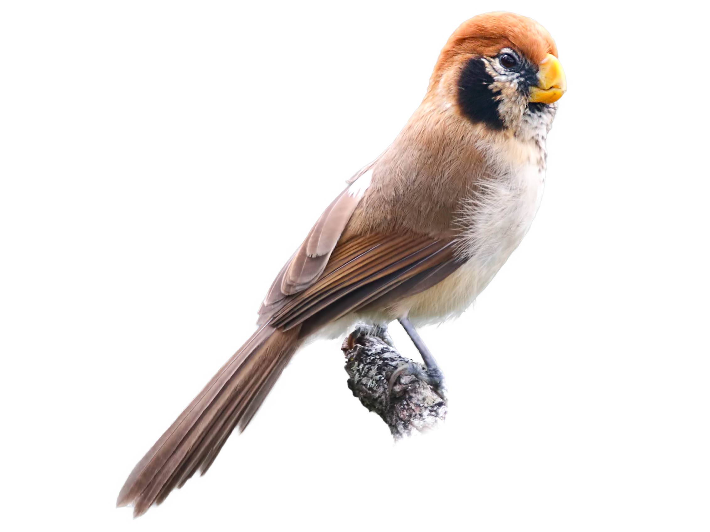 A photo of a Spot-breasted Parrotbill (Paradoxornis guttaticollis)