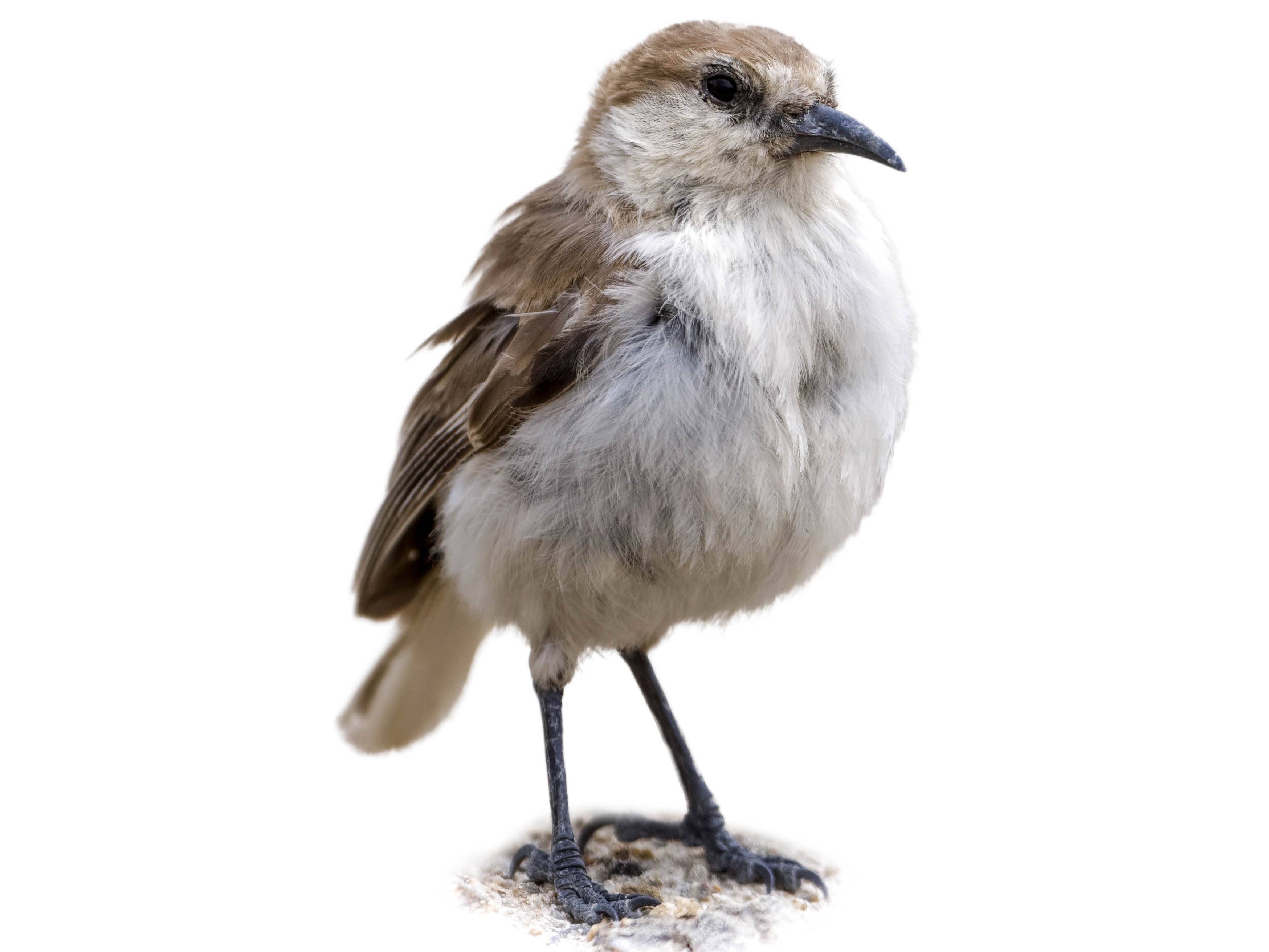 A photo of a Ground Tit (Pseudopodoces humilis)