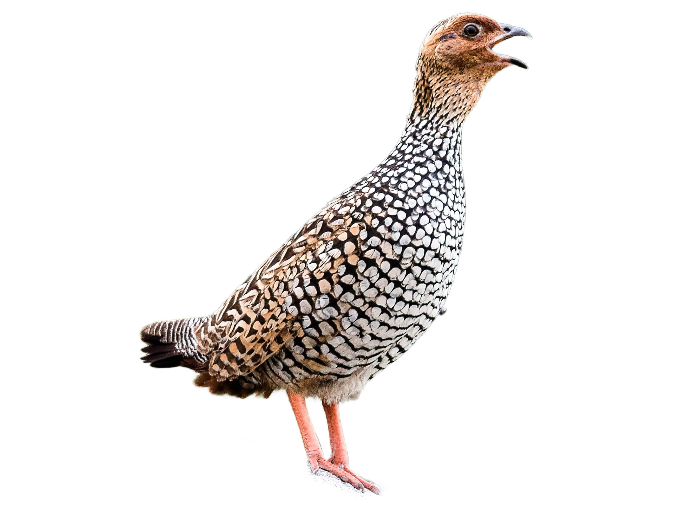 A photo of a Painted Francolin (Francolinus pictus)
