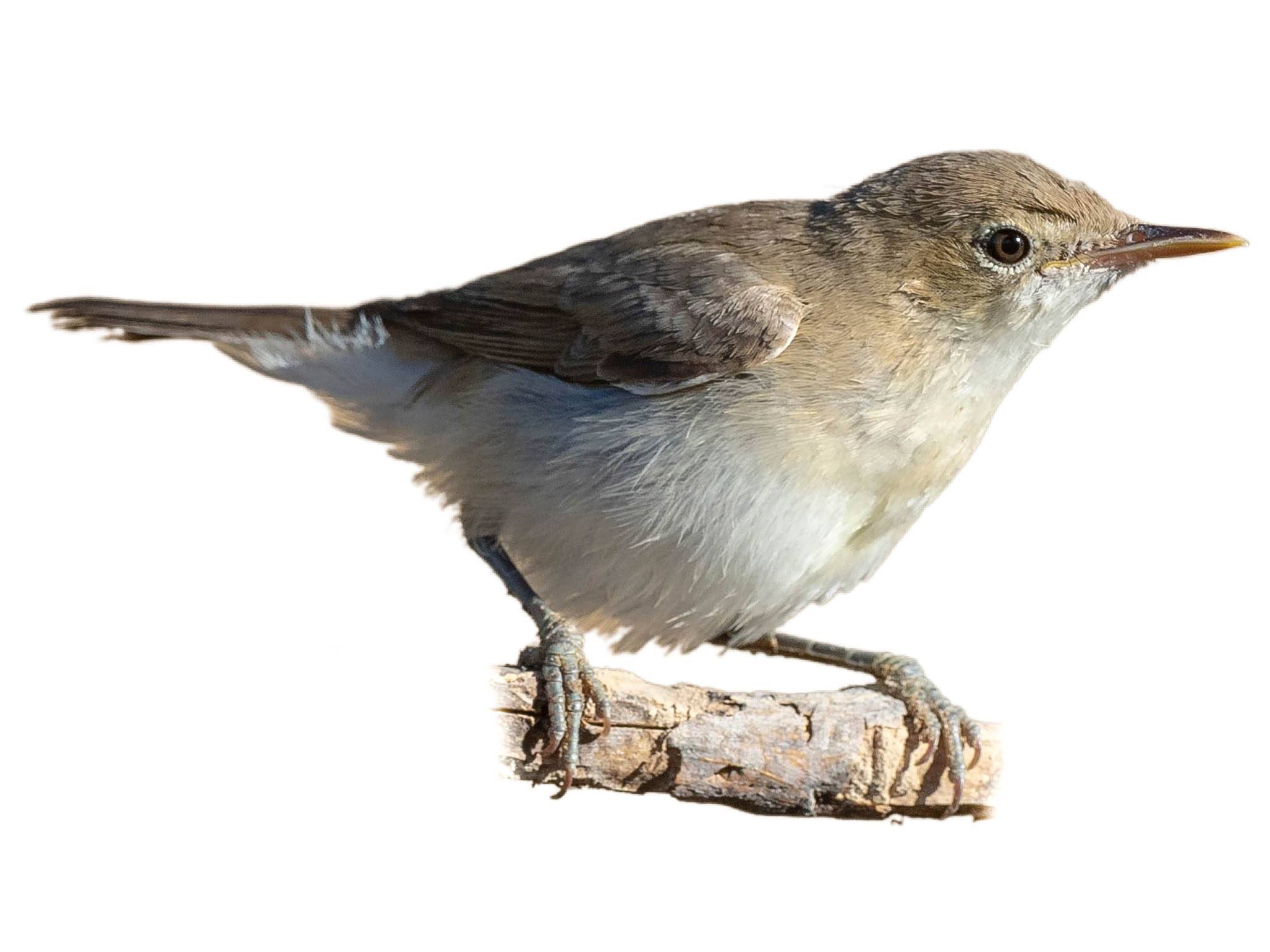 A photo of a Western Olivaceous Warbler (Iduna opaca)