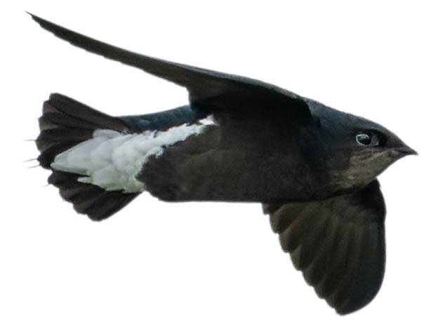 A photo of a Silver-backed Needletail (Hirundapus cochinchinensis)