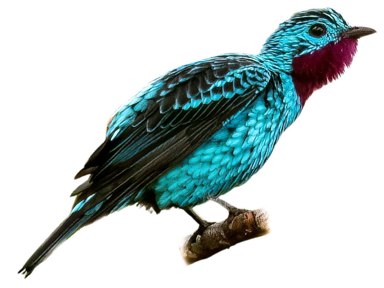 A photo of a Spangled Cotinga (Cotinga cayana), male