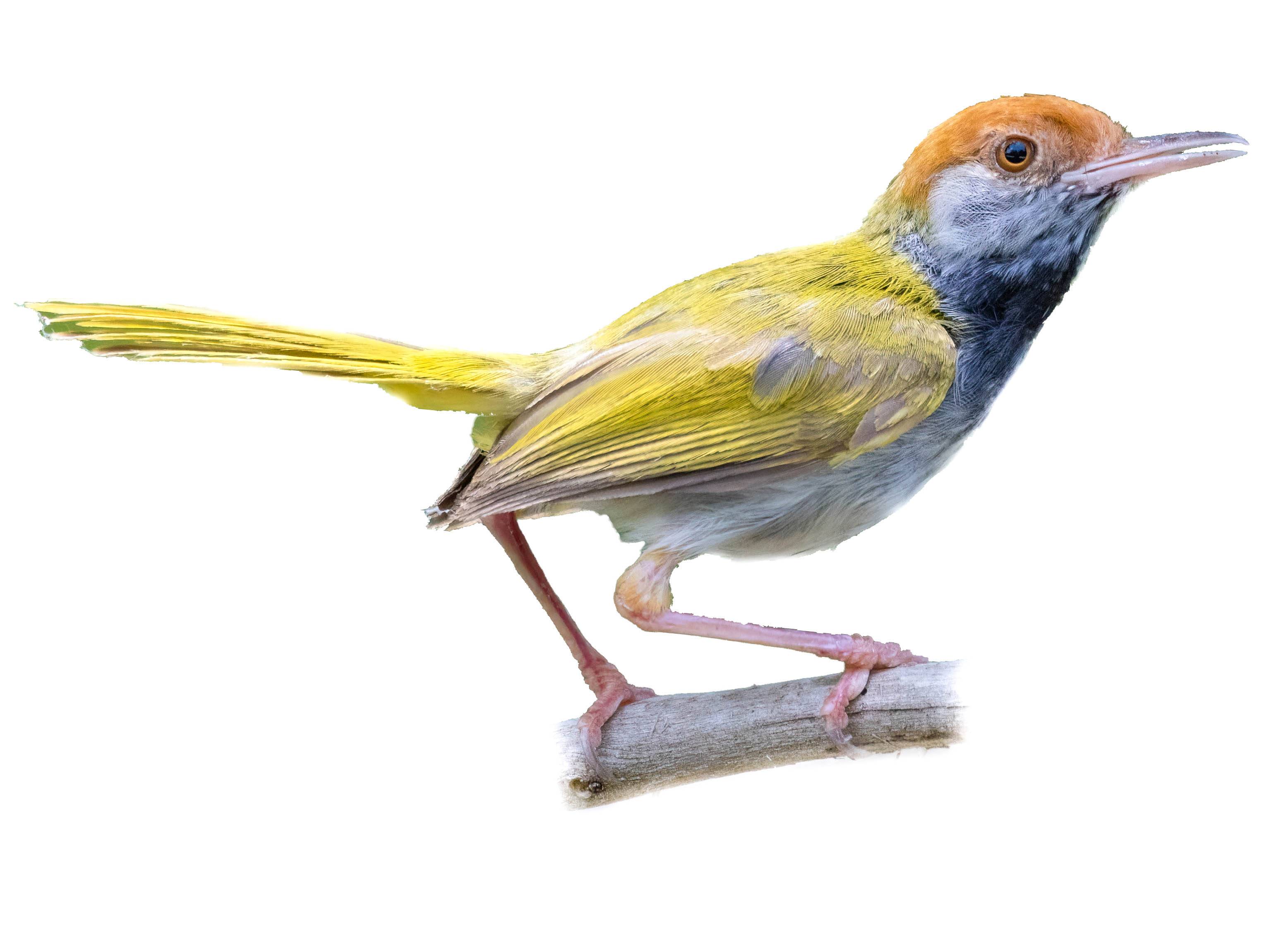 A photo of a Dark-necked Tailorbird (Orthotomus atrogularis), male