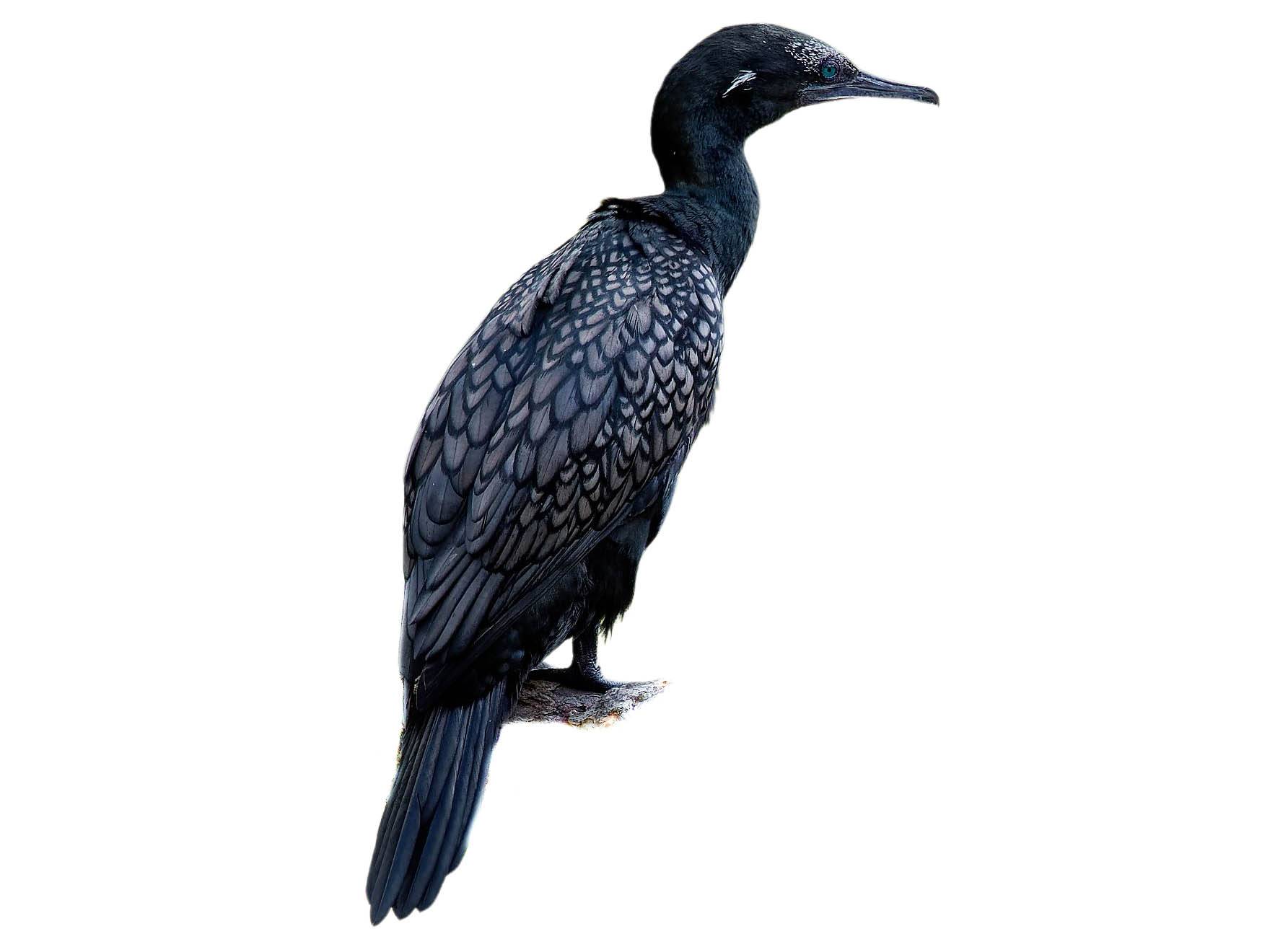 A photo of a Little Black Cormorant (Phalacrocorax sulcirostris)