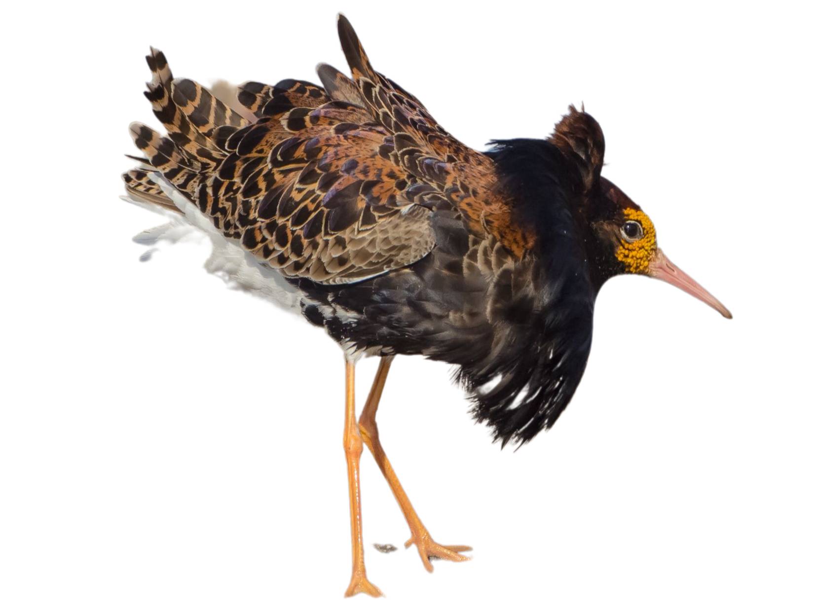 A photo of a Ruff (Calidris pugnax), male