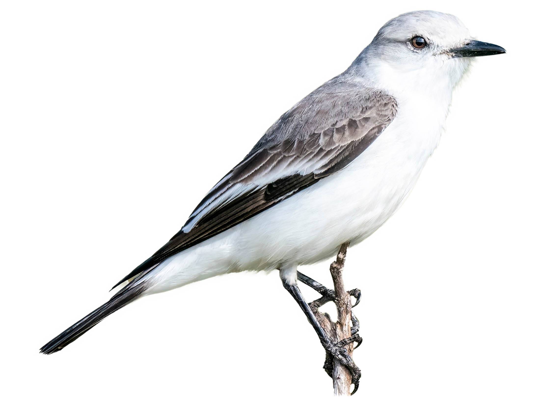 A photo of a White-rumped Monjita (Xolmis velatus)