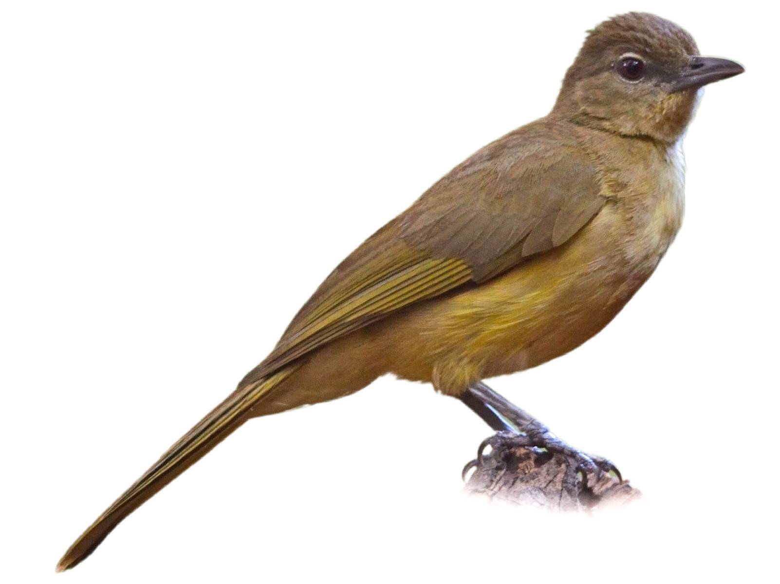 A photo of a Yellow-bellied Greenbul (Chlorocichla flaviventris)