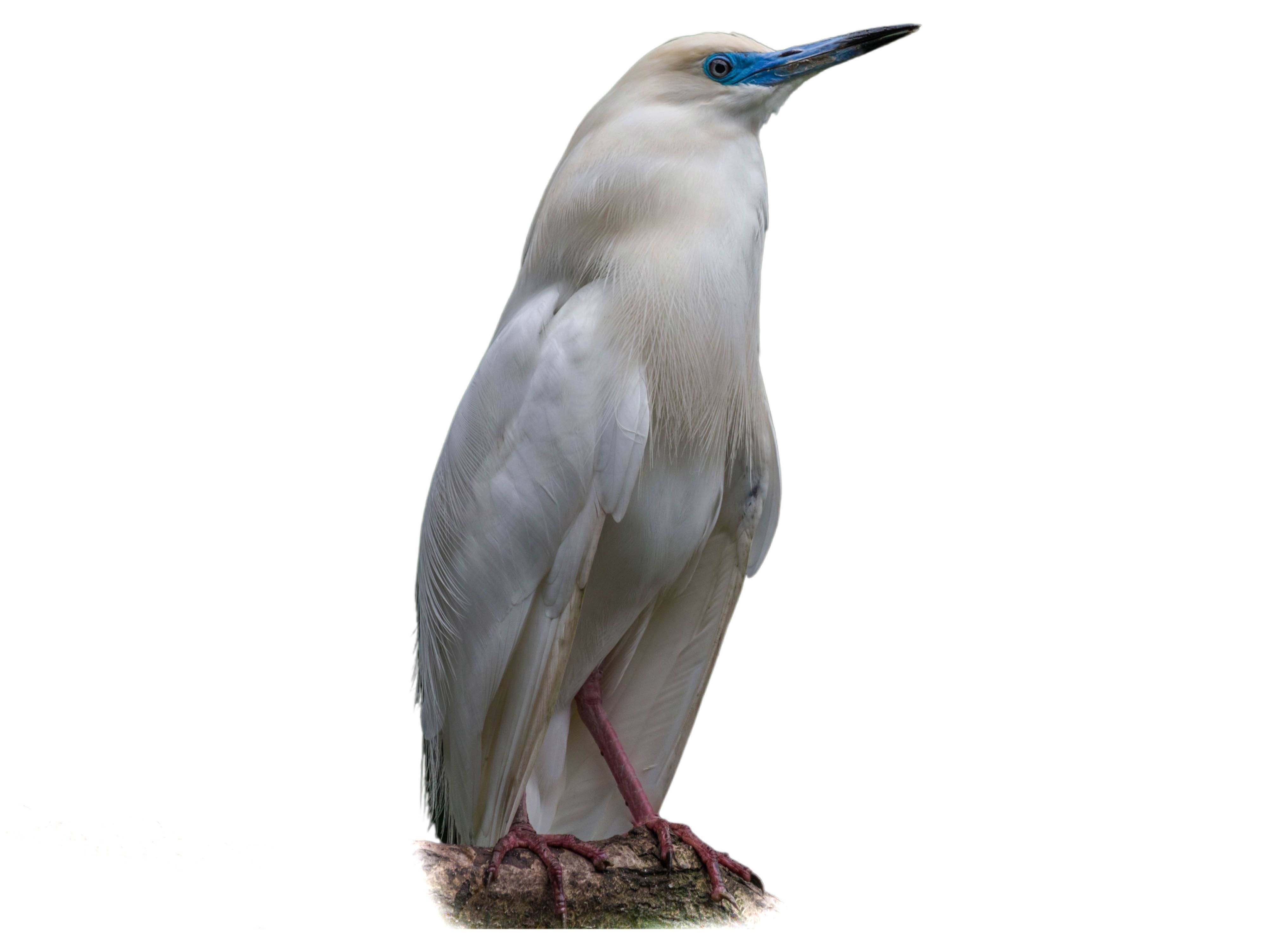 A photo of a Malagasy Pond Heron (Ardeola idae)