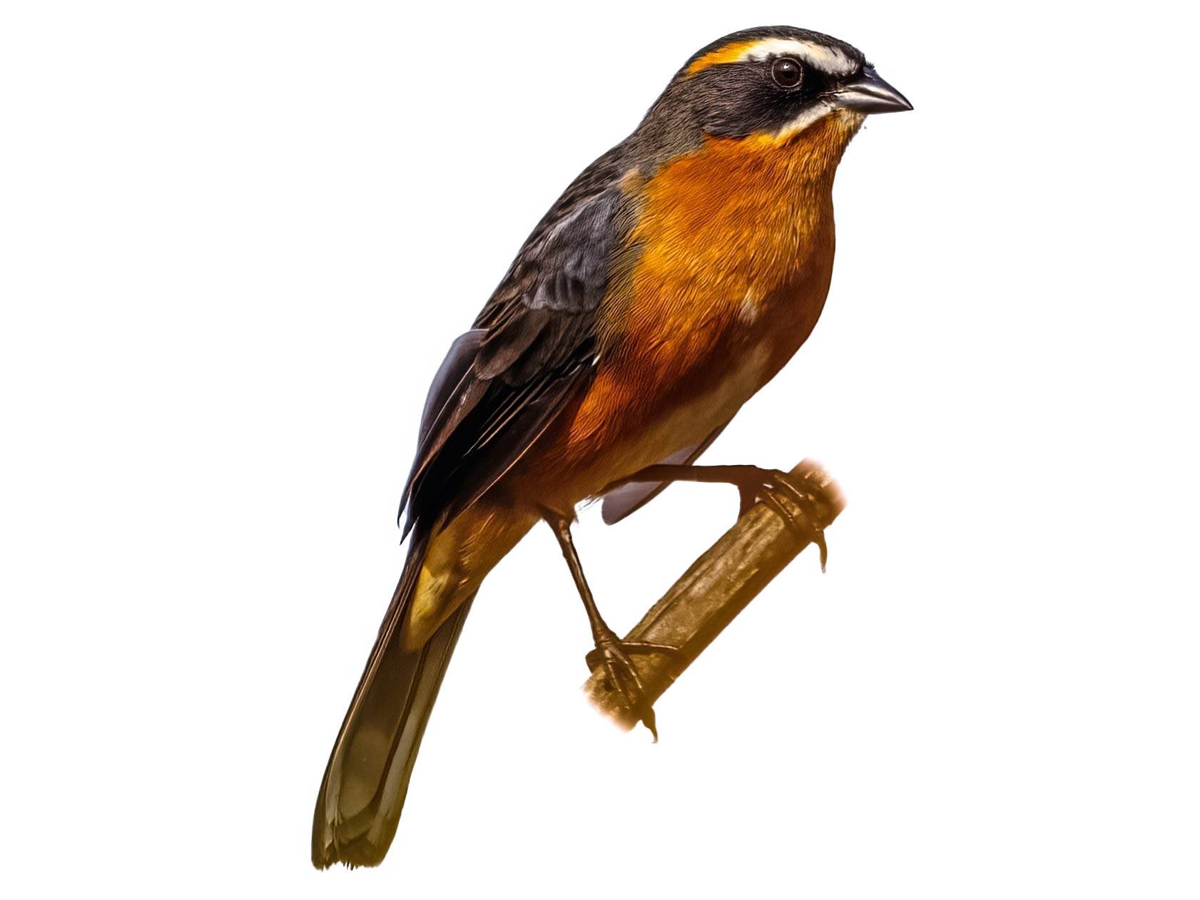 A photo of a Black-and-rufous Warbling Finch (Poospiza nigrorufa)