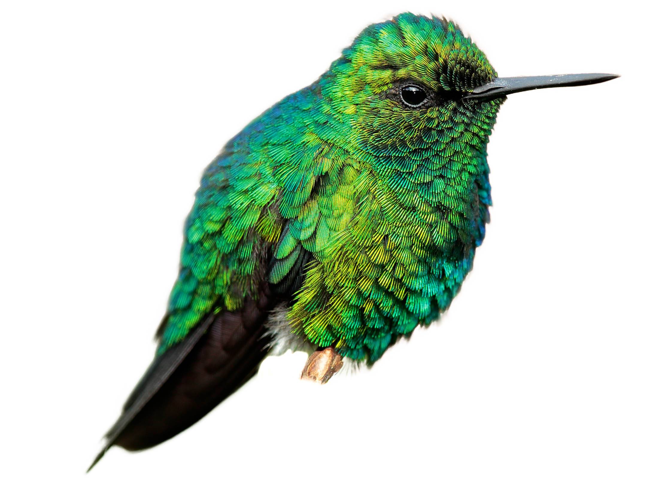 A photo of a Western Emerald (Chlorostilbon melanorhynchus), male