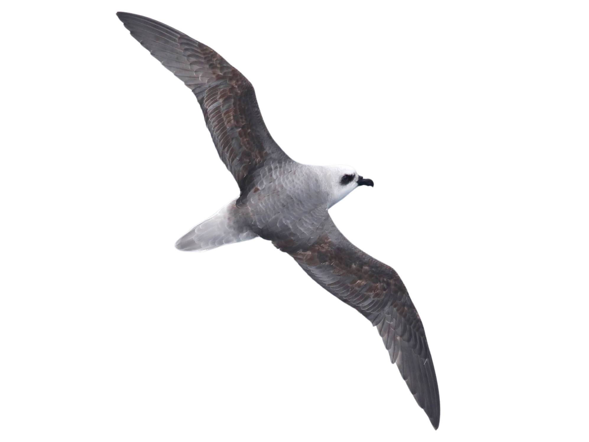 A photo of a White-headed Petrel (Pterodroma lessonii)