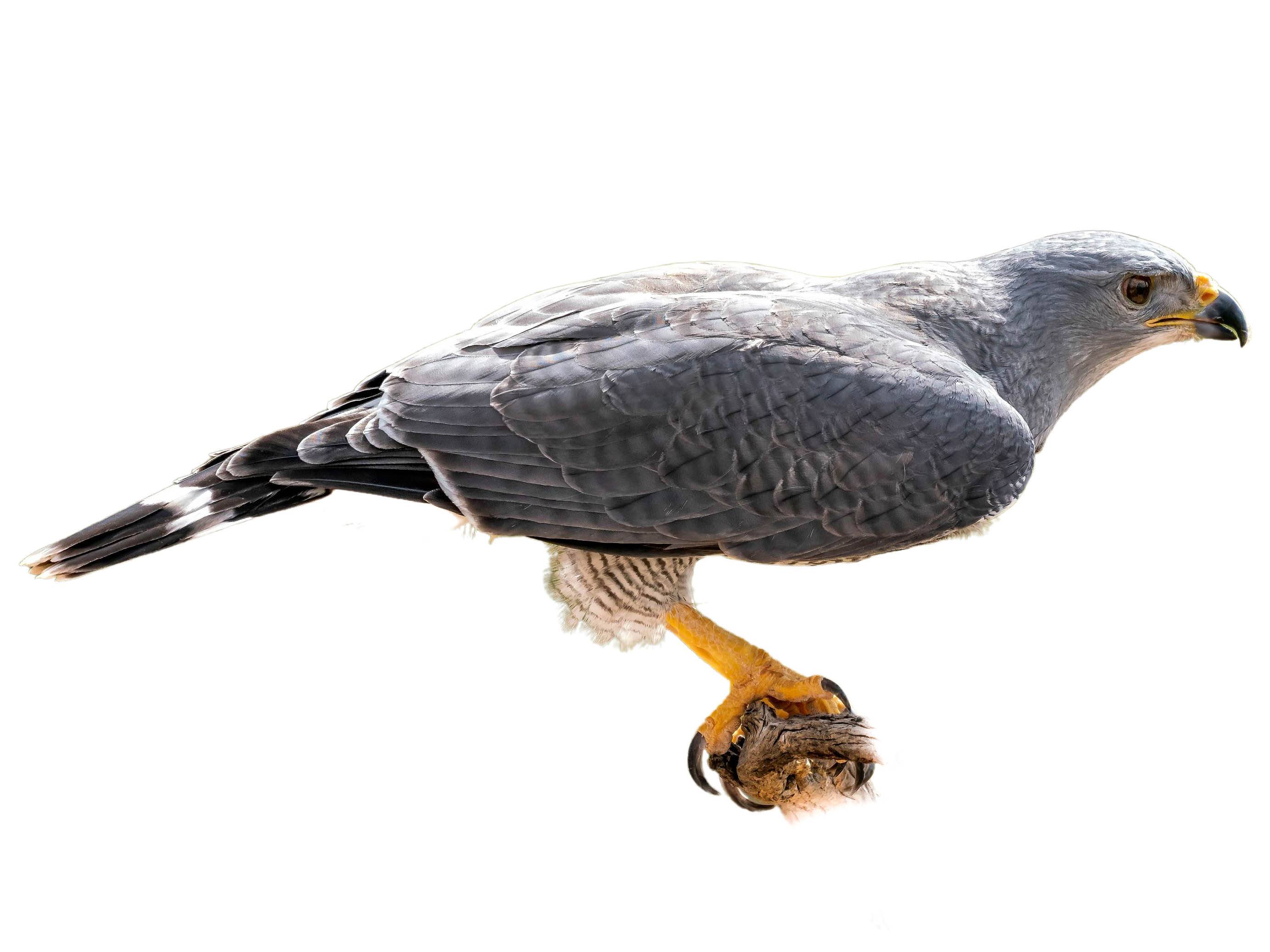 A photo of a Grey Hawk (Buteo plagiatus)