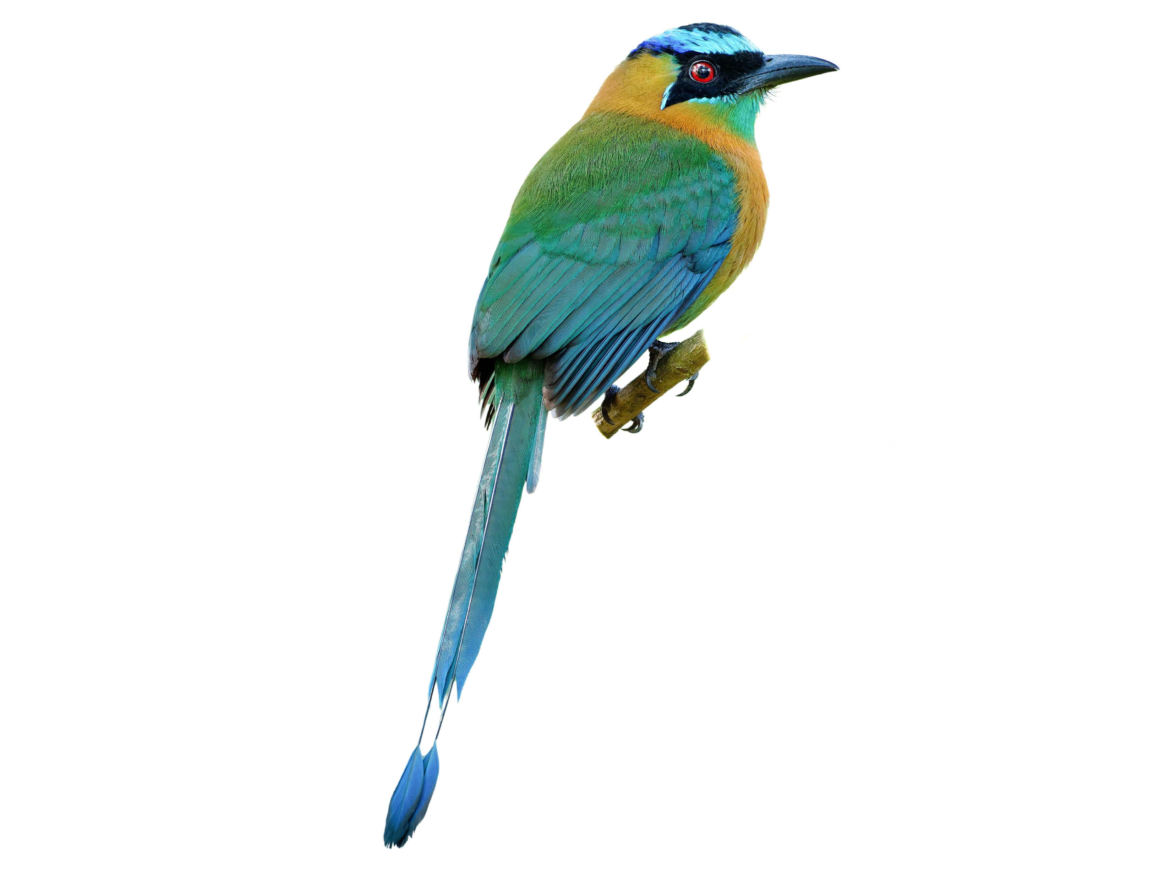 A photo of a Lesson's Motmot (Momotus lessonii)