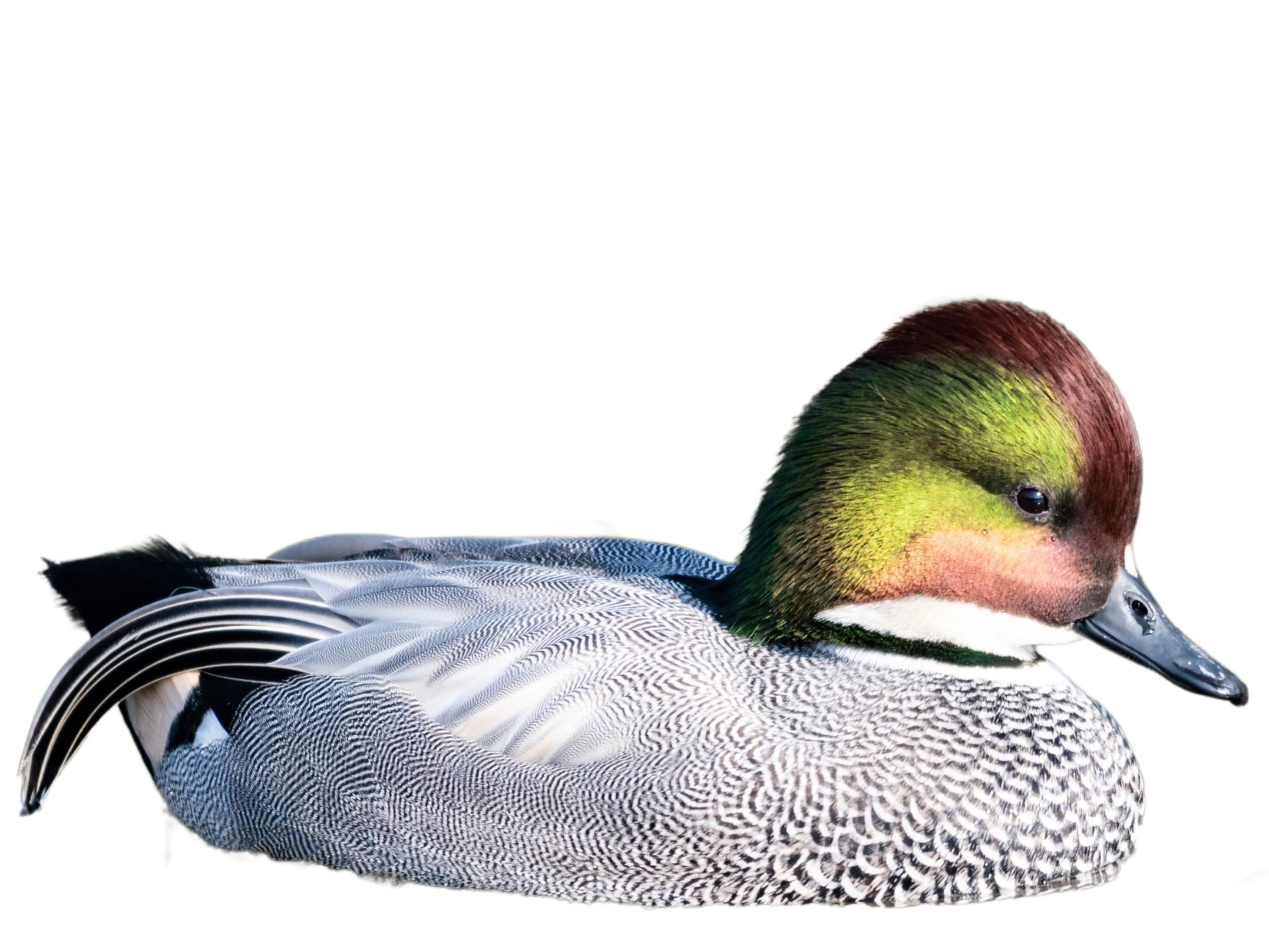 A photo of a Falcated Duck (Mareca falcata), male