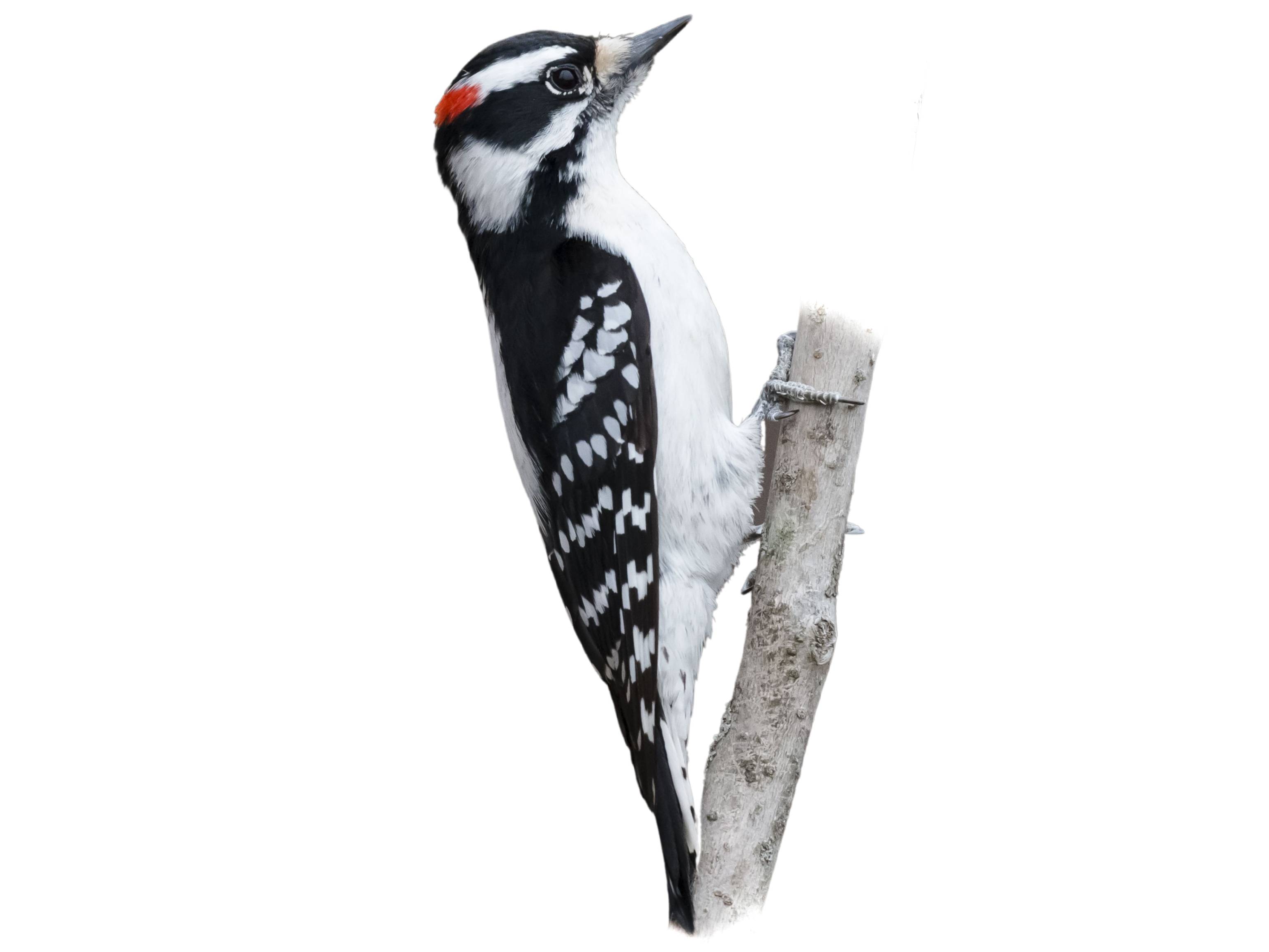 A photo of a Downy Woodpecker (Dryobates pubescens), male