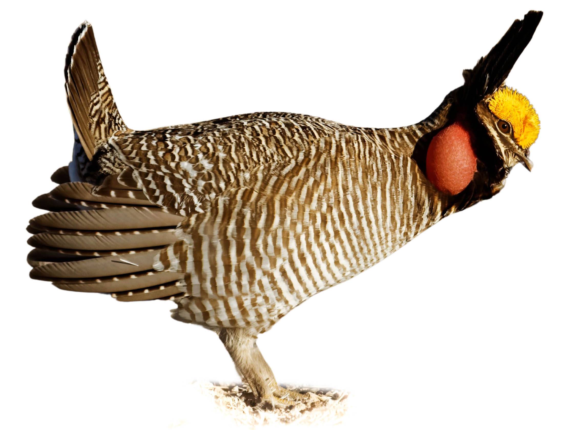 A photo of a Lesser Prairie Chicken (Tympanuchus pallidicinctus), male