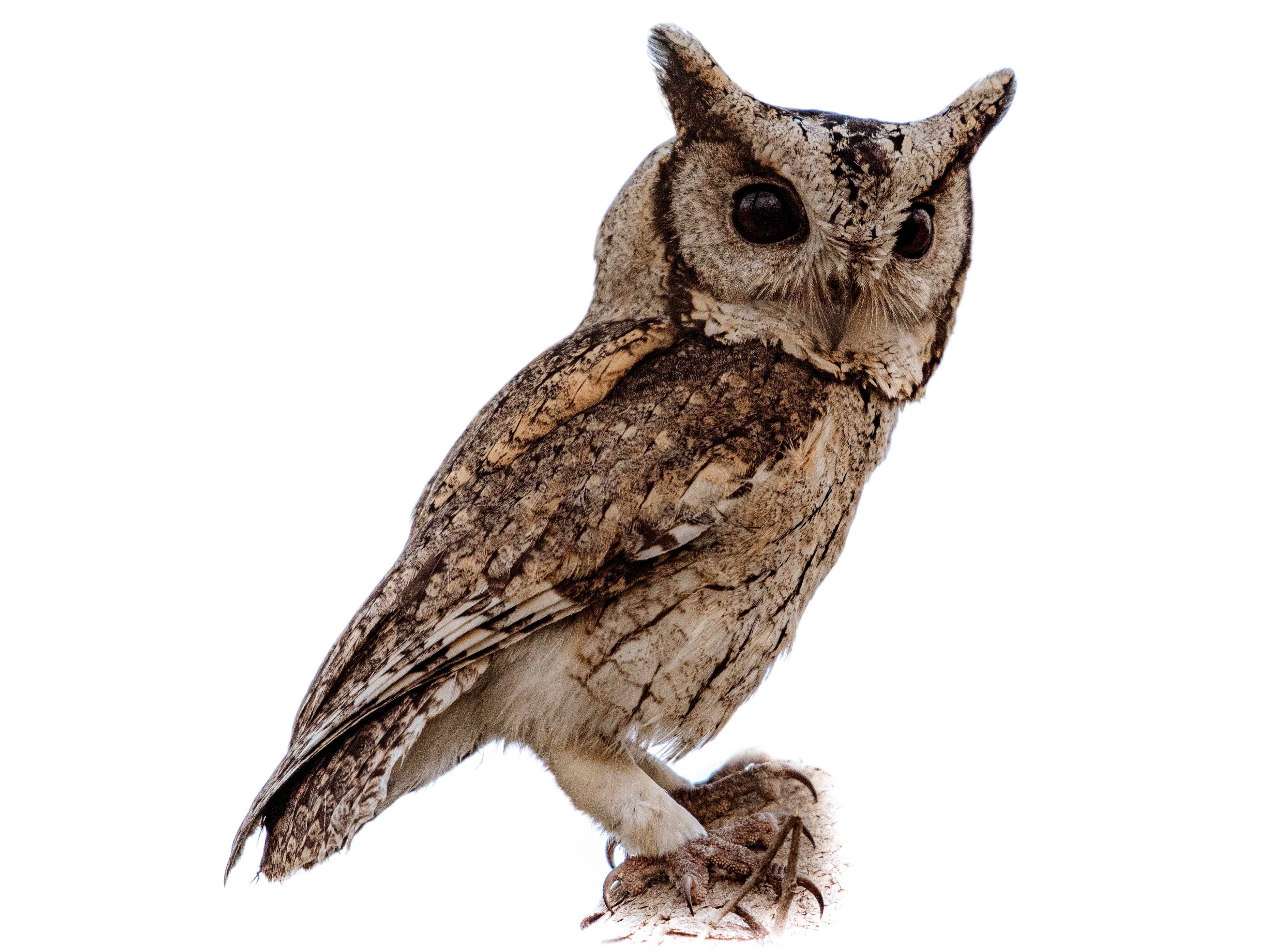 A photo of a Indian Scops Owl (Otus bakkamoena)