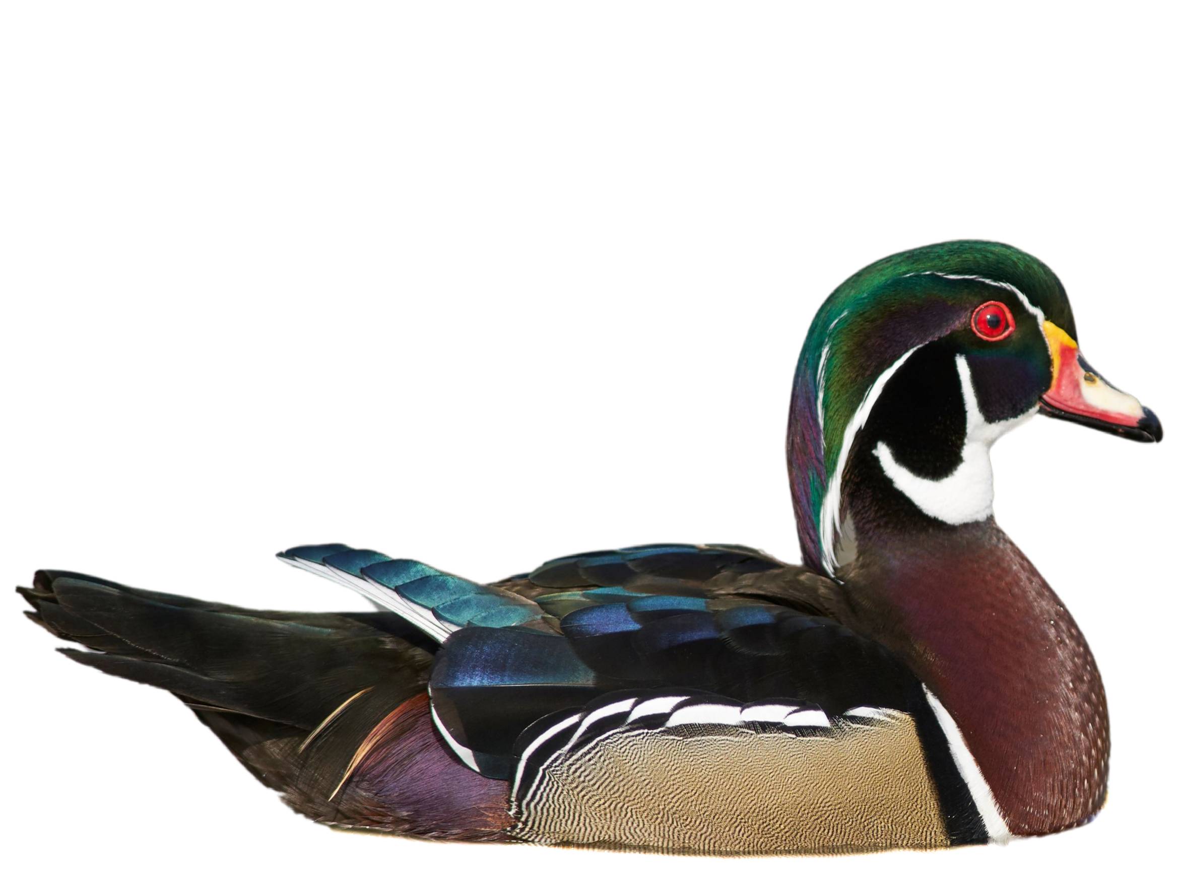 Wood Duck (Aix sponsa) identification - Birda