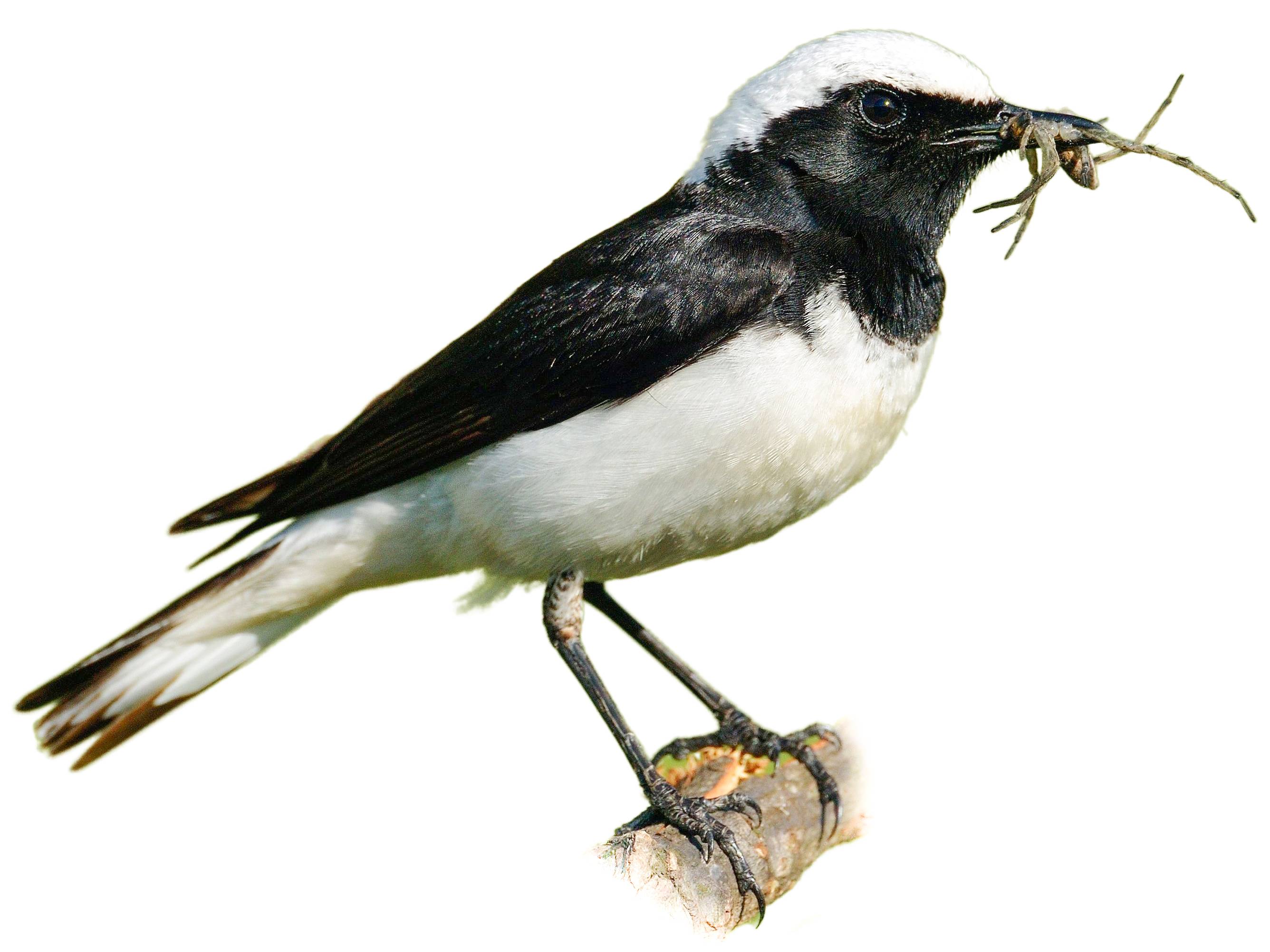 A photo of a Pied Wheatear (Oenanthe pleschanka), male