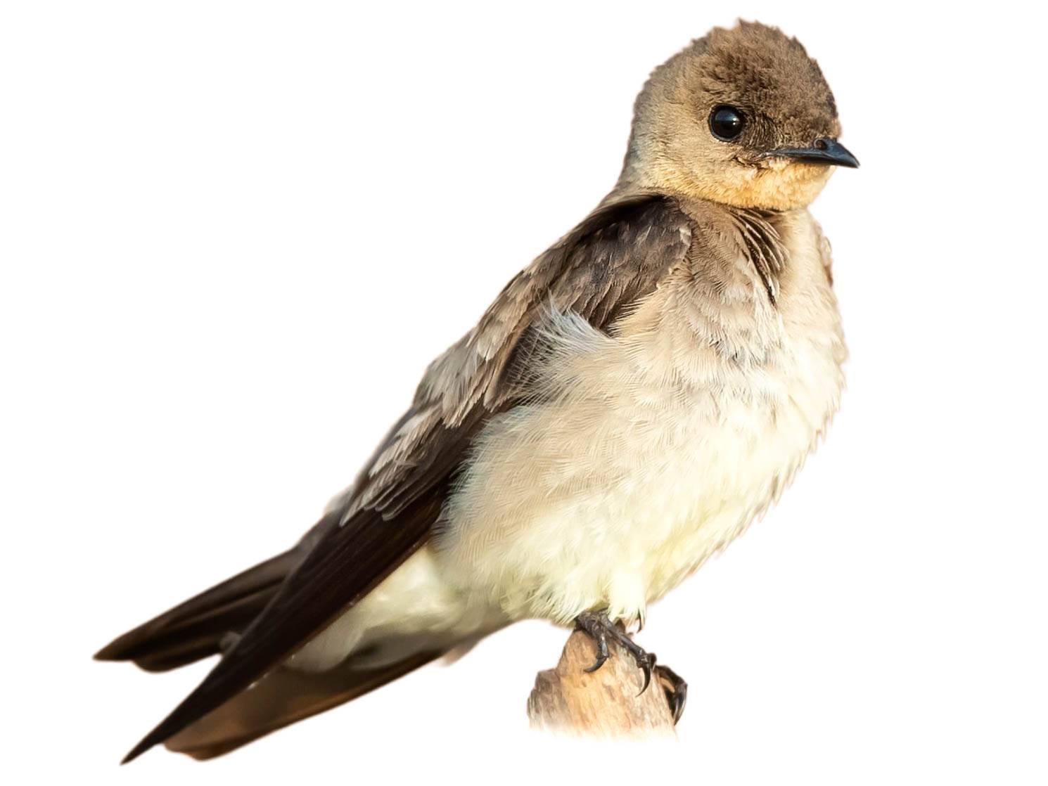 A photo of a Southern Rough-winged Swallow (Stelgidopteryx ruficollis)