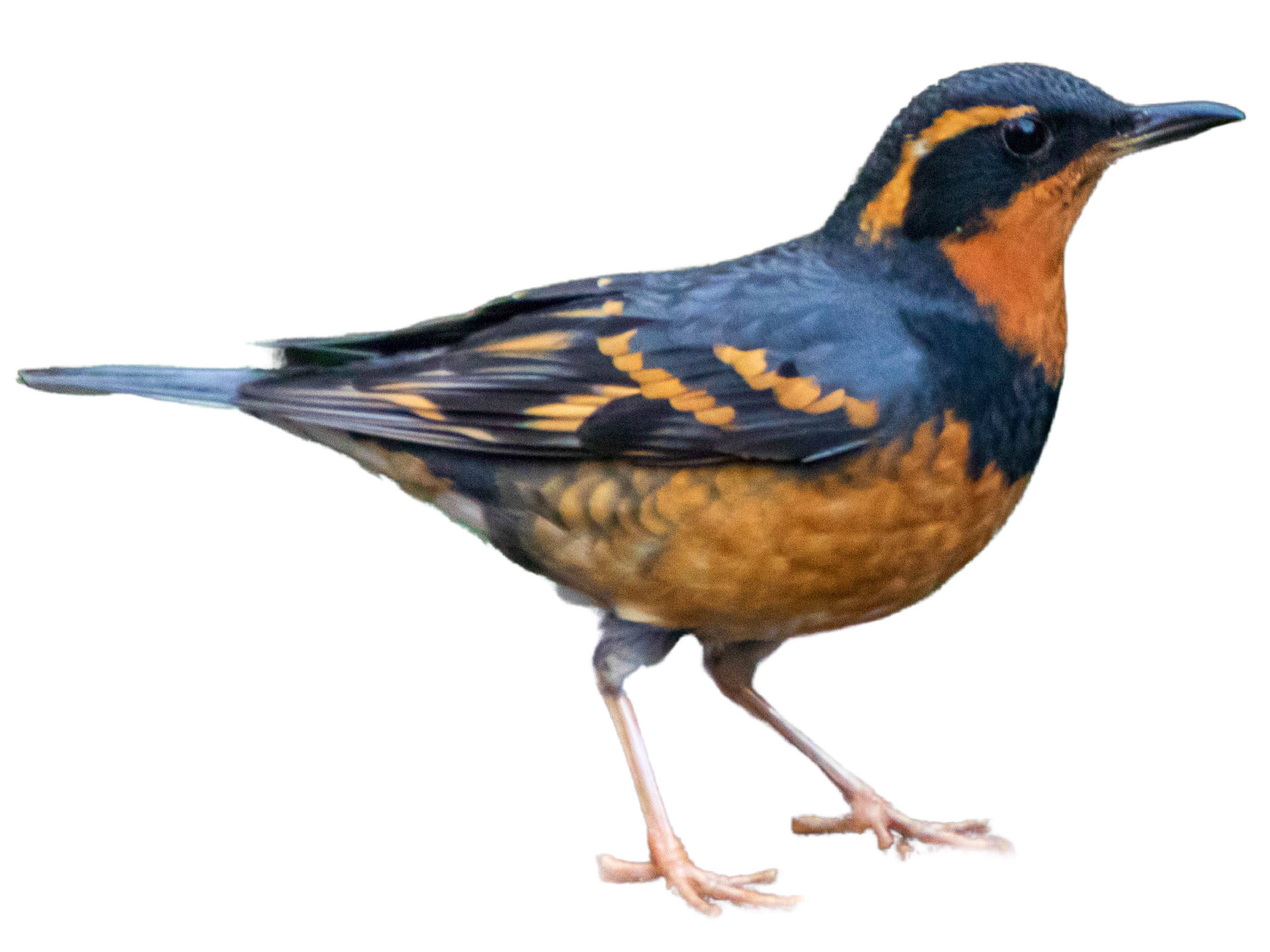 A photo of a Varied Thrush (Ixoreus naevius), male