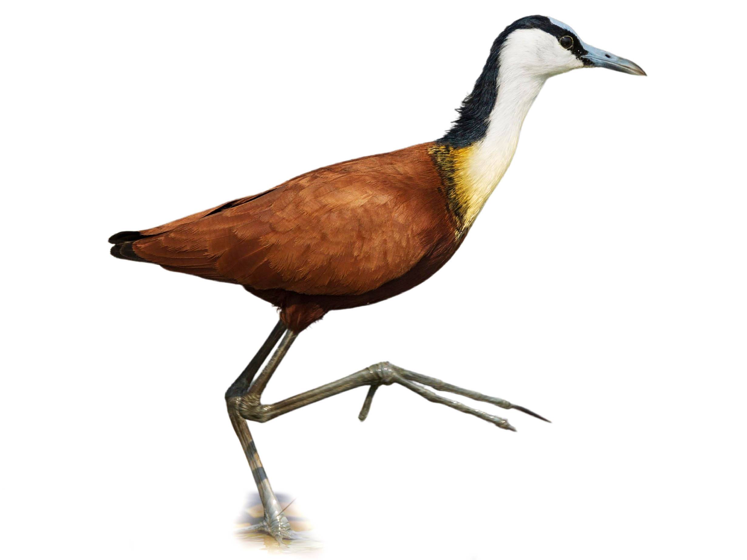 A photo of a African Jacana (Actophilornis africanus)