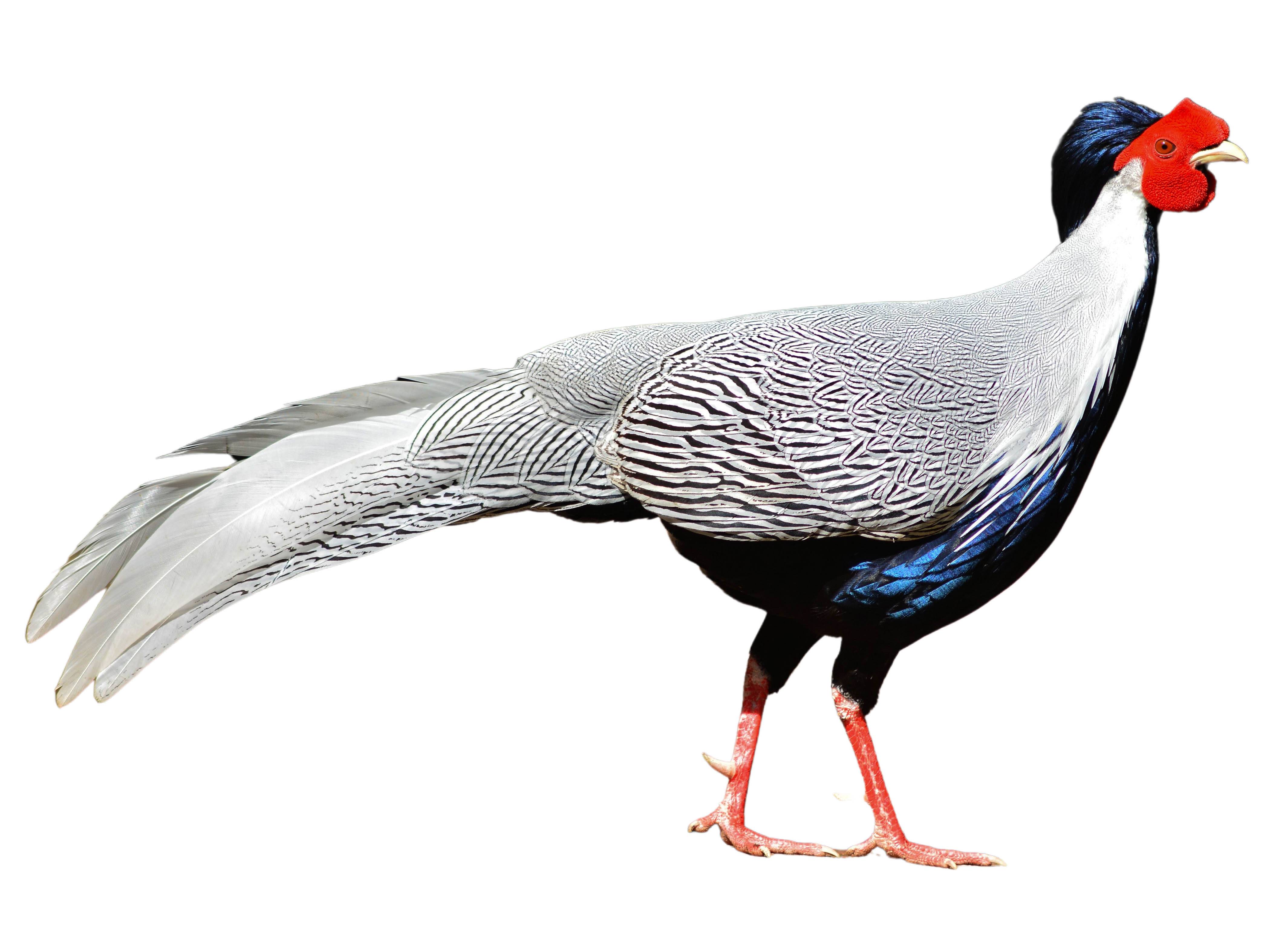 A photo of a Silver Pheasant (Lophura nycthemera), male