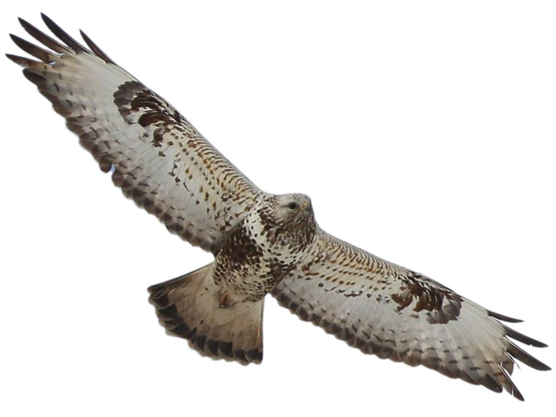 A photo of a Rough-legged Buzzard (Buteo lagopus)