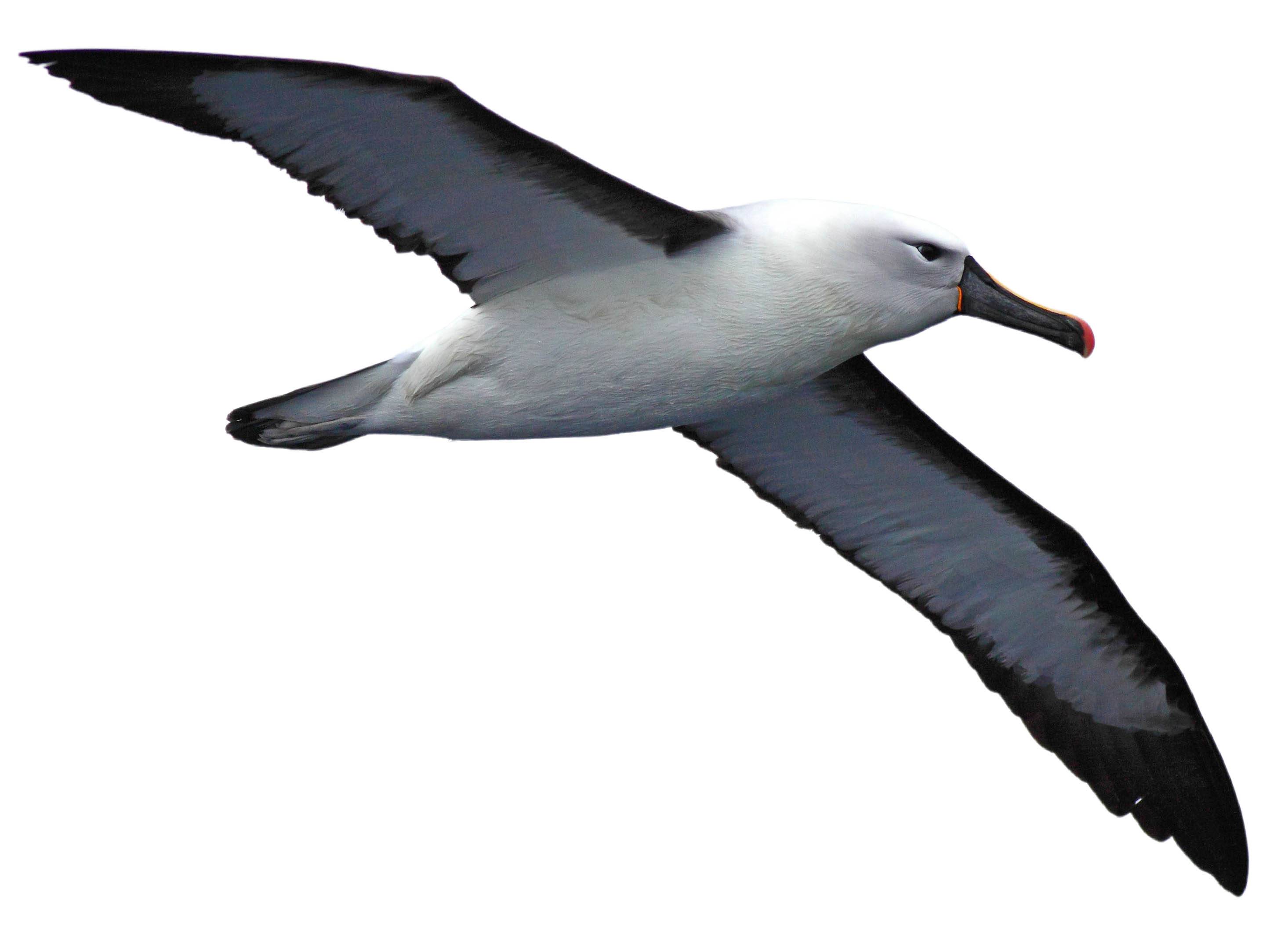 A photo of a Indian Yellow-nosed Albatross (Thalassarche carteri)