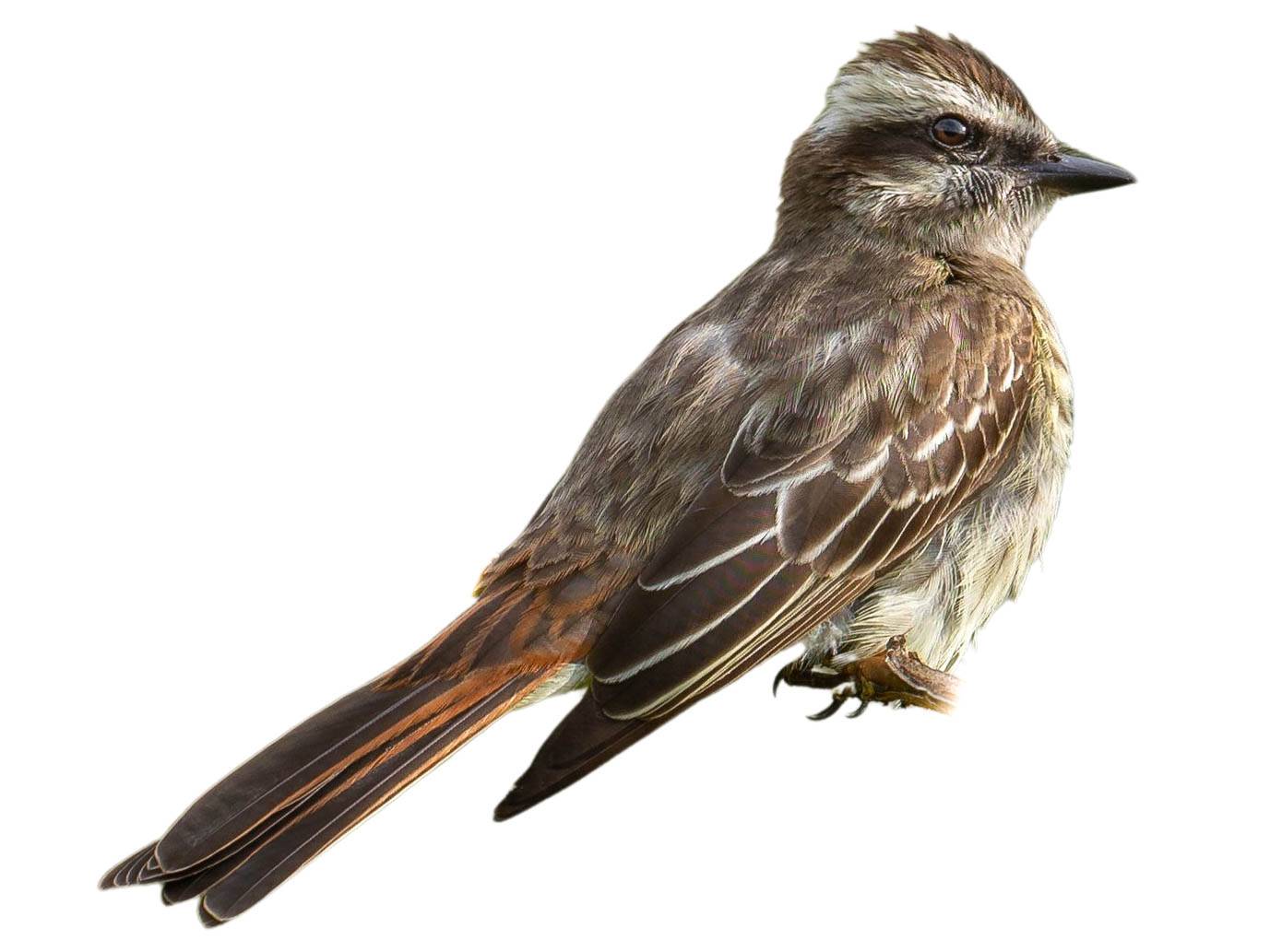 A photo of a Variegated Flycatcher (Empidonomus varius)