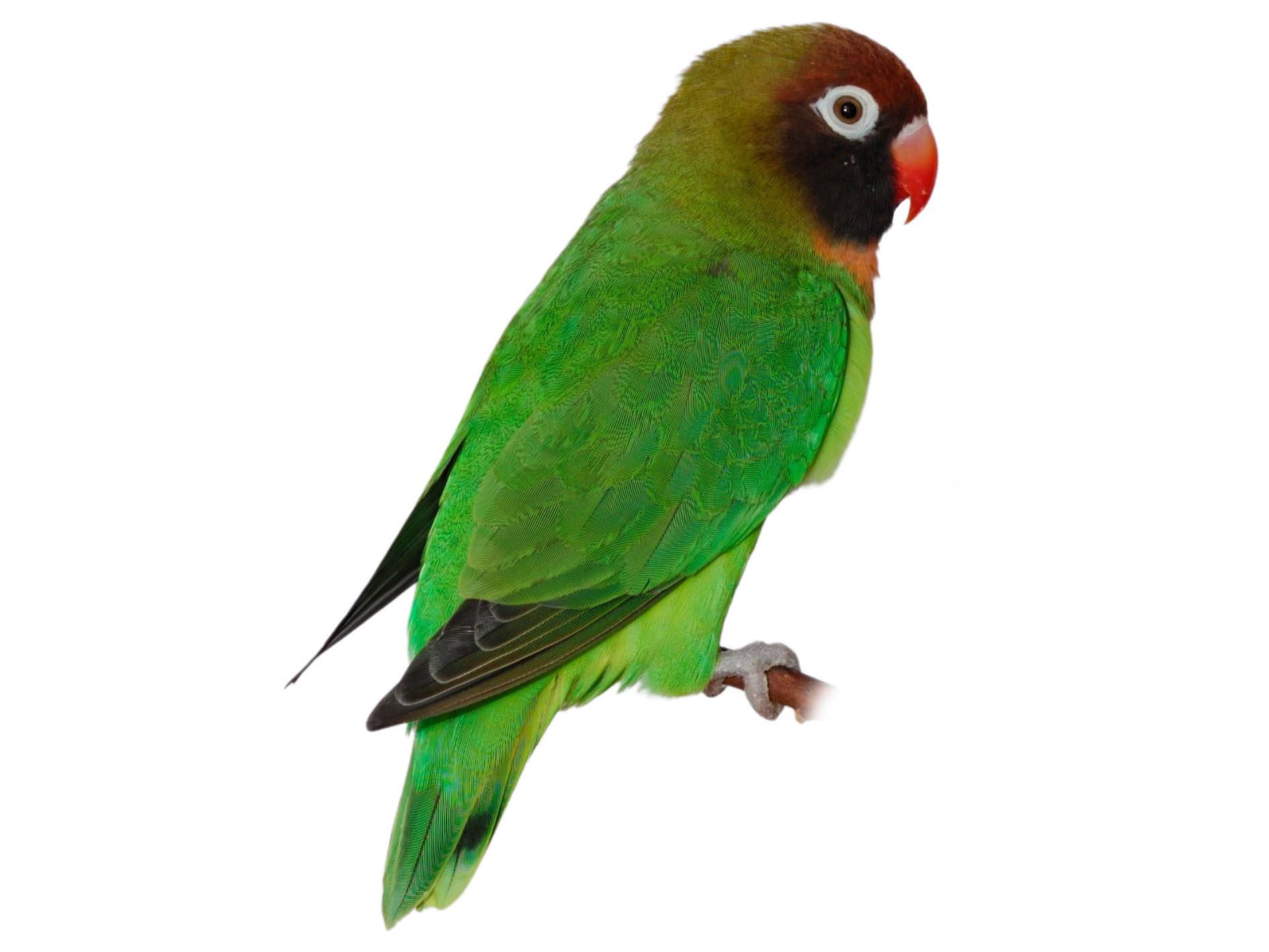 A photo of a Black-cheeked Lovebird (Agapornis nigrigenis)