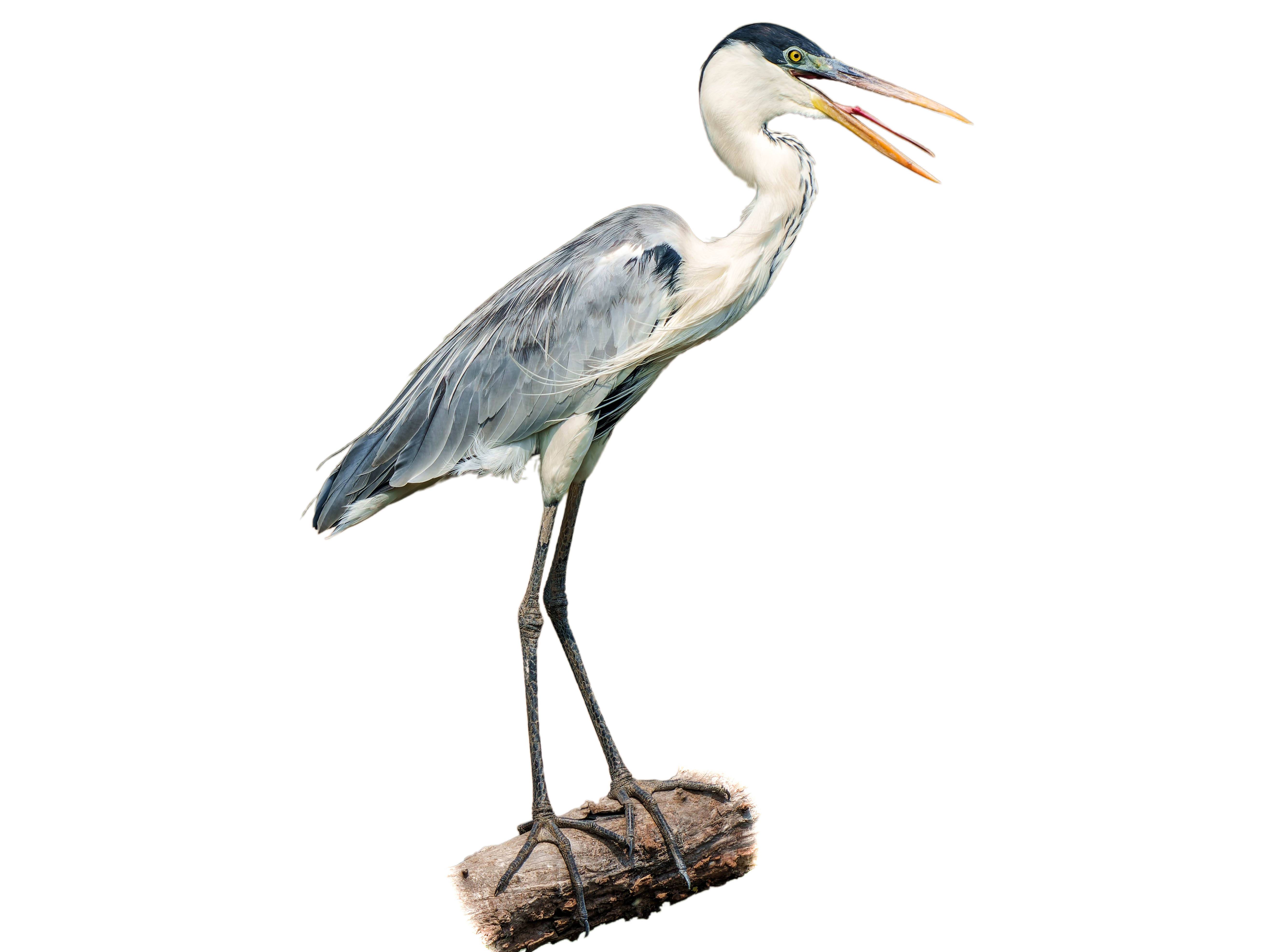 A photo of a Cocoi Heron (Ardea cocoi)