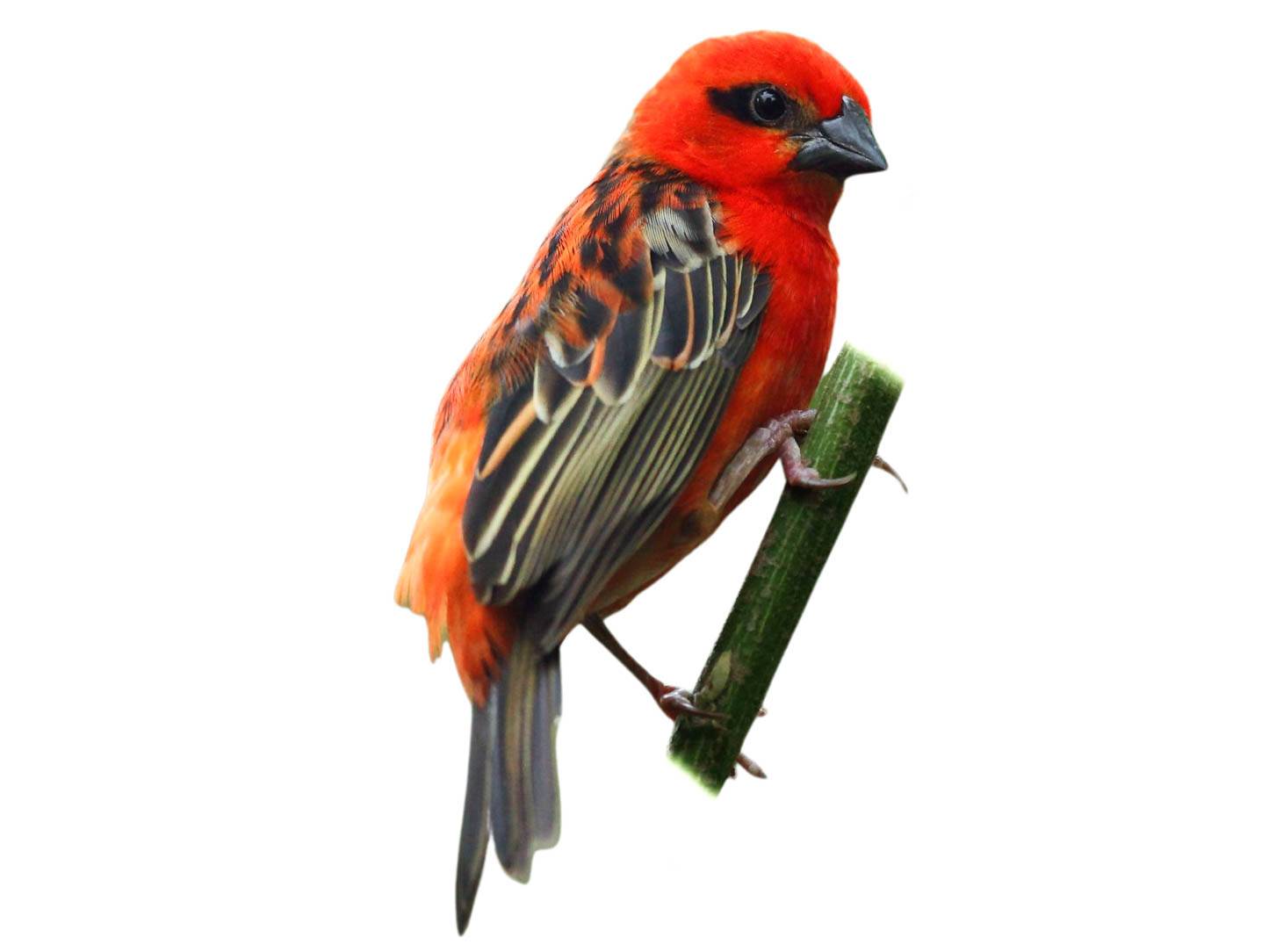 A photo of a Red Fody (Foudia madagascariensis), male