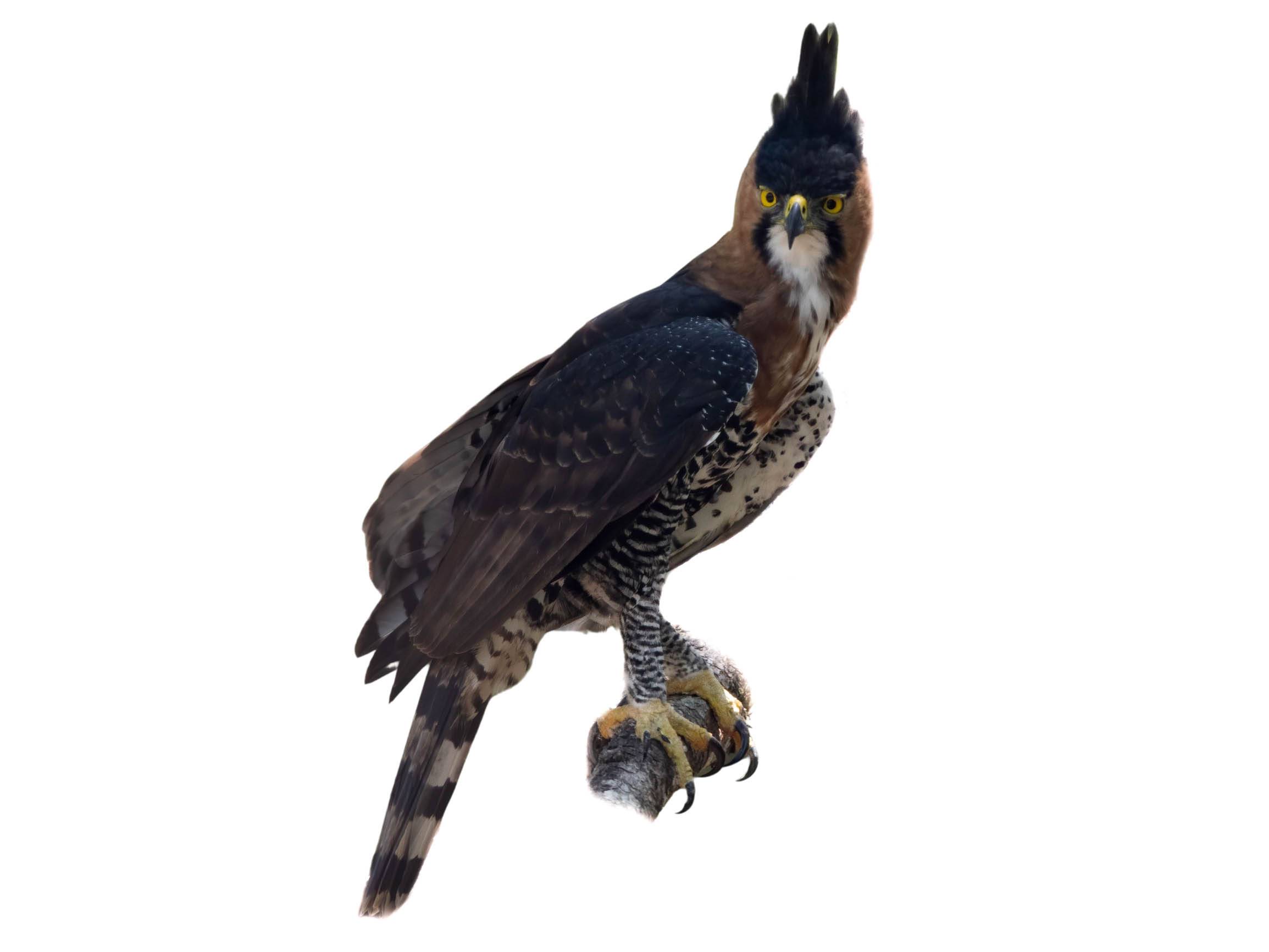 A photo of a Ornate Hawk-Eagle (Spizaetus ornatus)