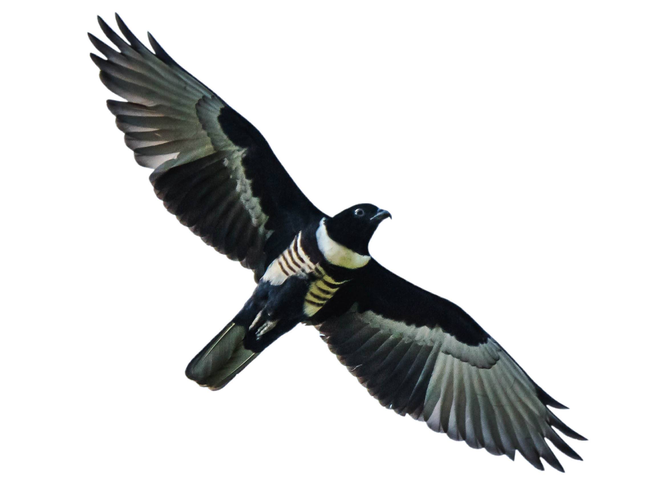 A photo of a Black Baza (Aviceda leuphotes)