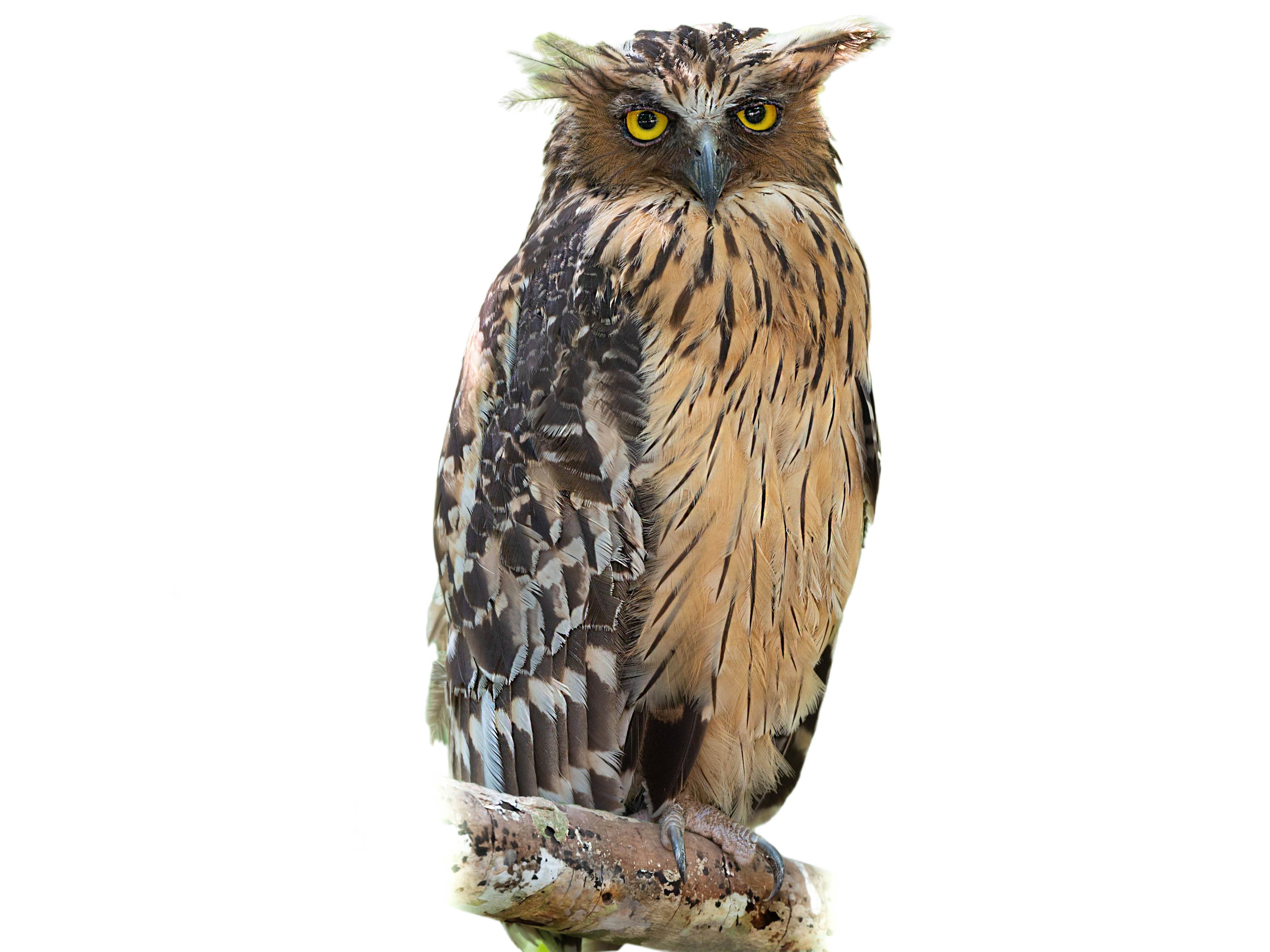 A photo of a Buffy Fish Owl (Ketupa ketupu)