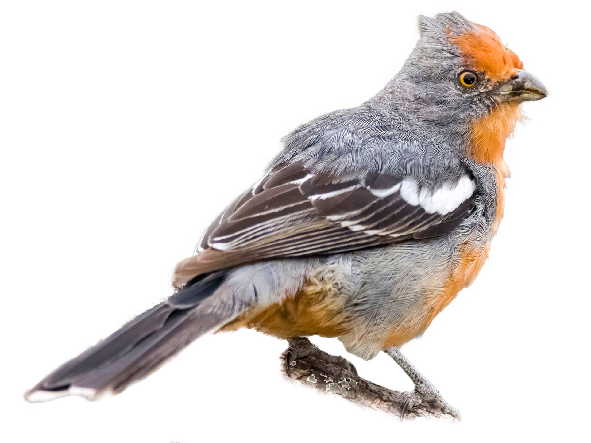 A photo of a White-tipped Plantcutter (Phytotoma rutila), male