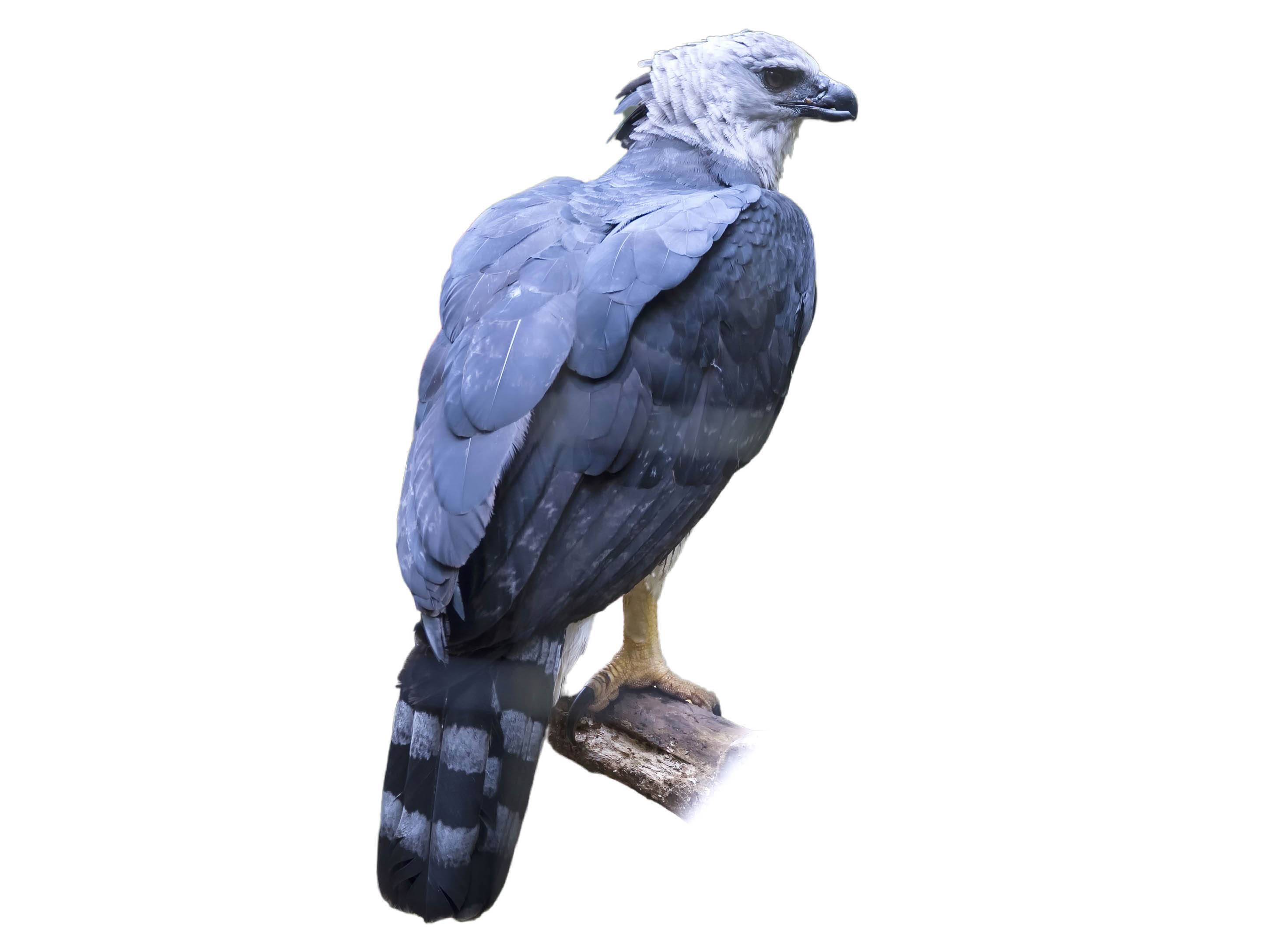 A photo of a Harpy Eagle (Harpia harpyja)