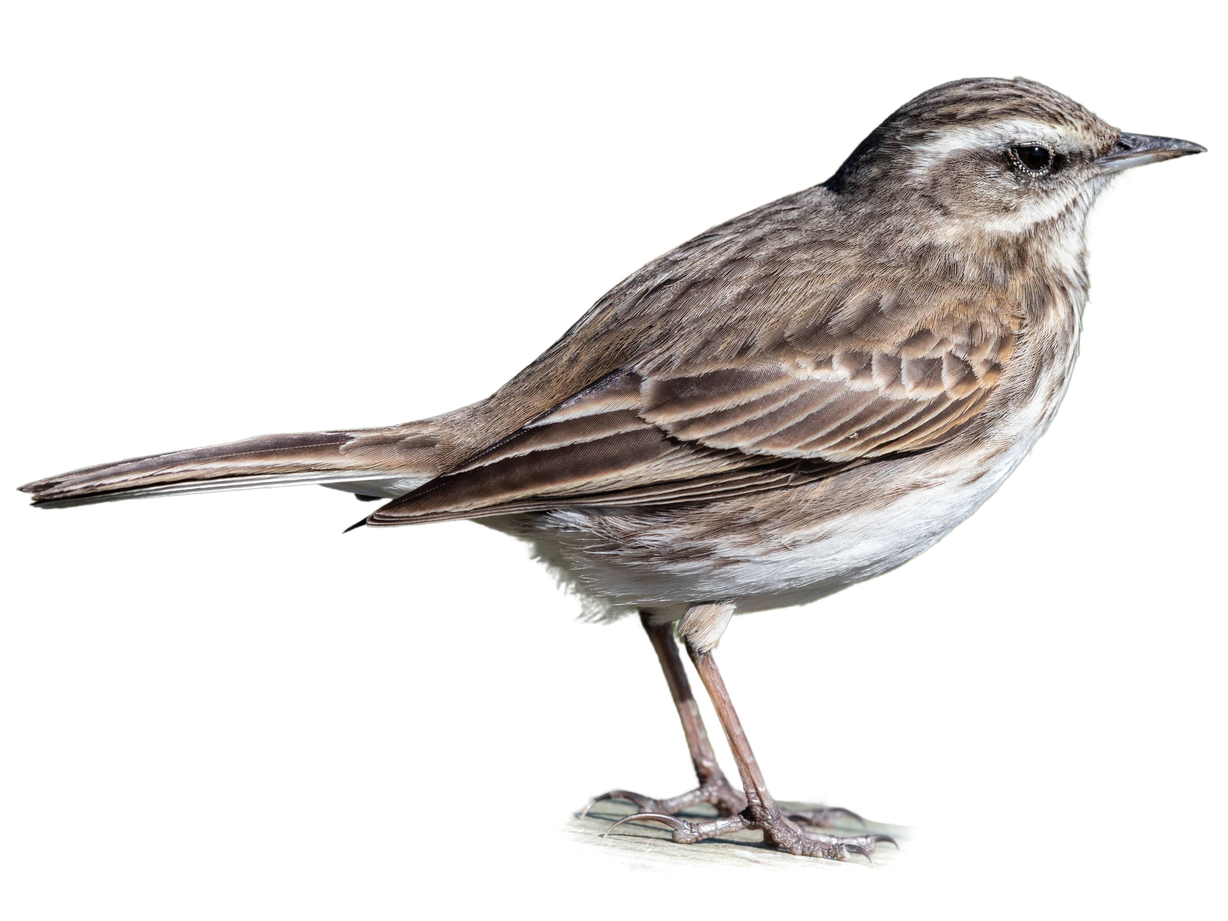 A photo of a New Zealand Pipit (Anthus novaeseelandiae)